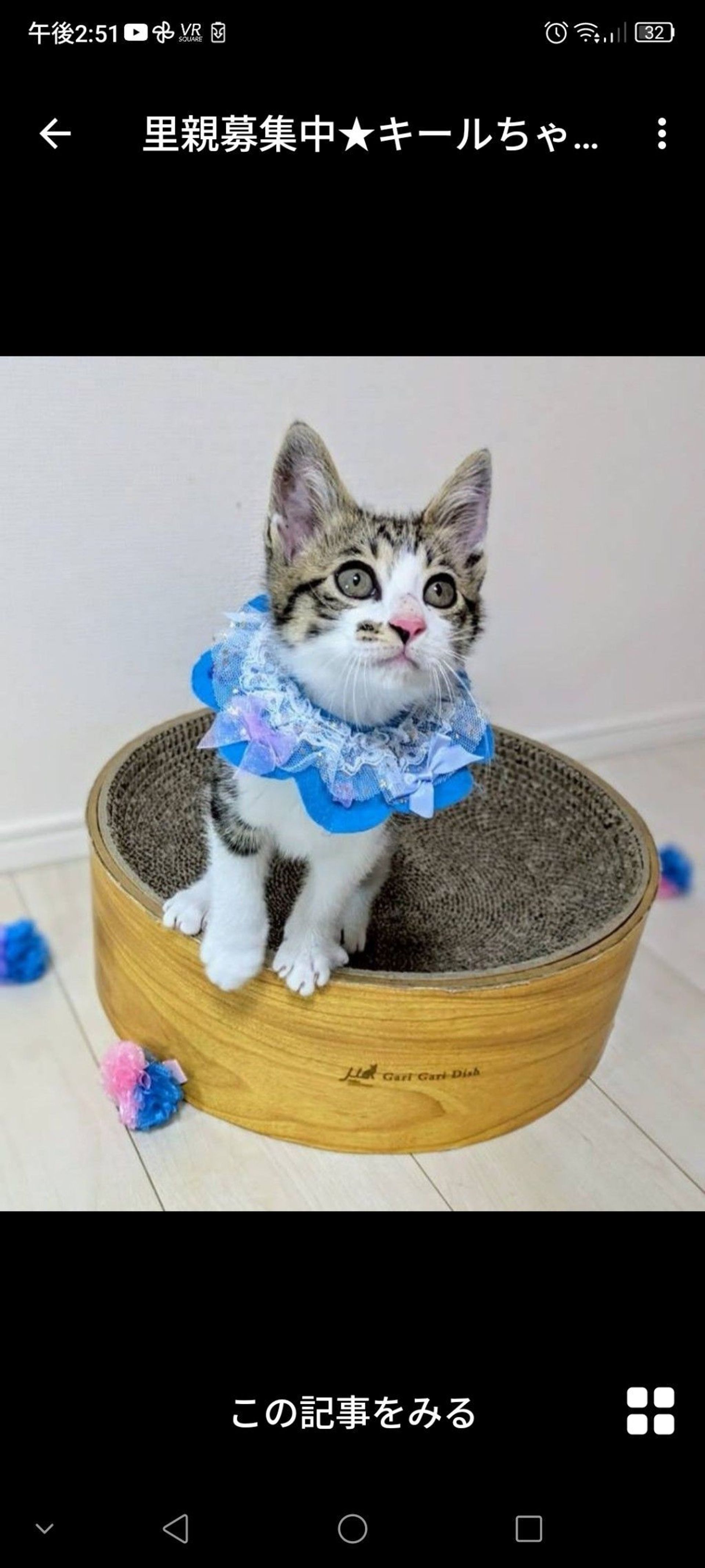 雑種（ミックス猫）・メスの里親募集の写真