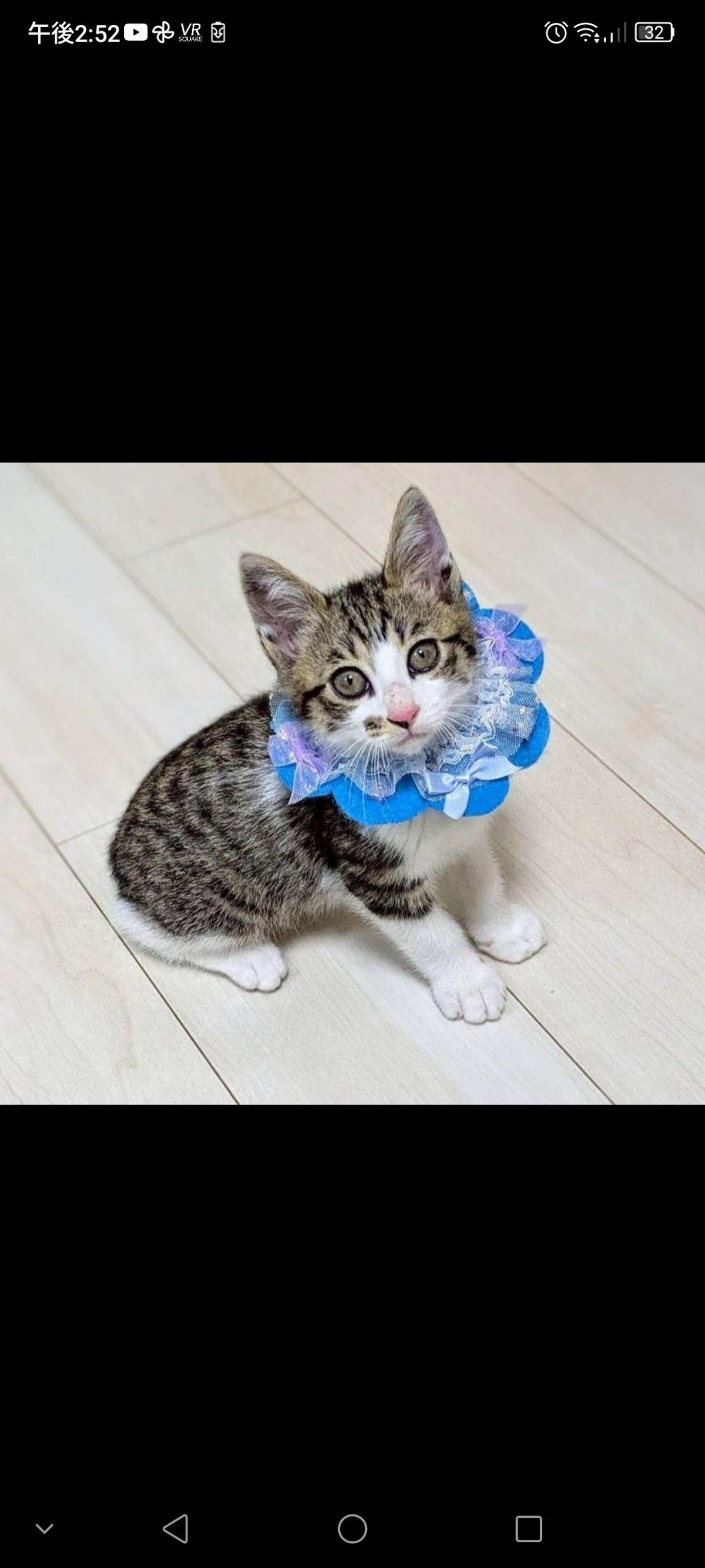 pet-image-2