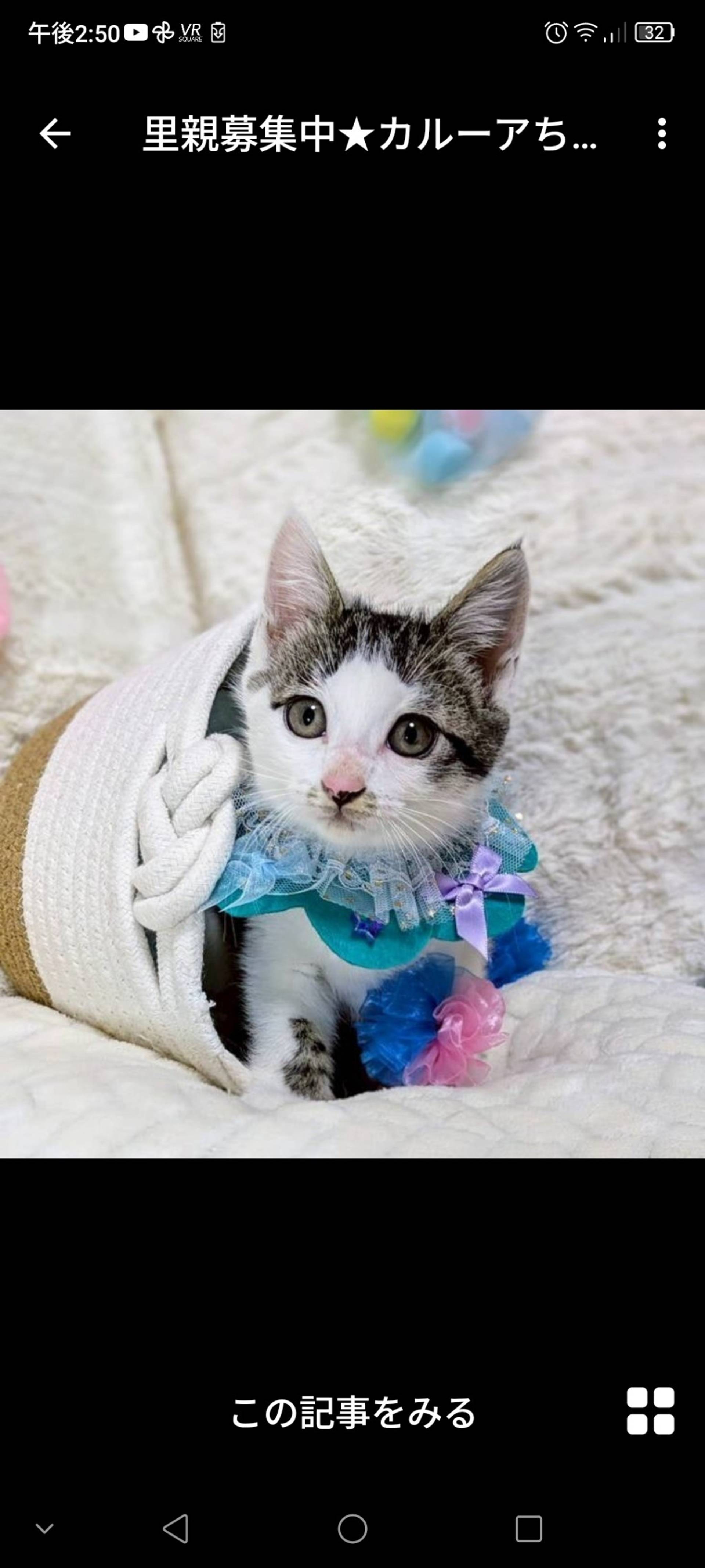 雑種（ミックス猫）・メスの里親募集の写真