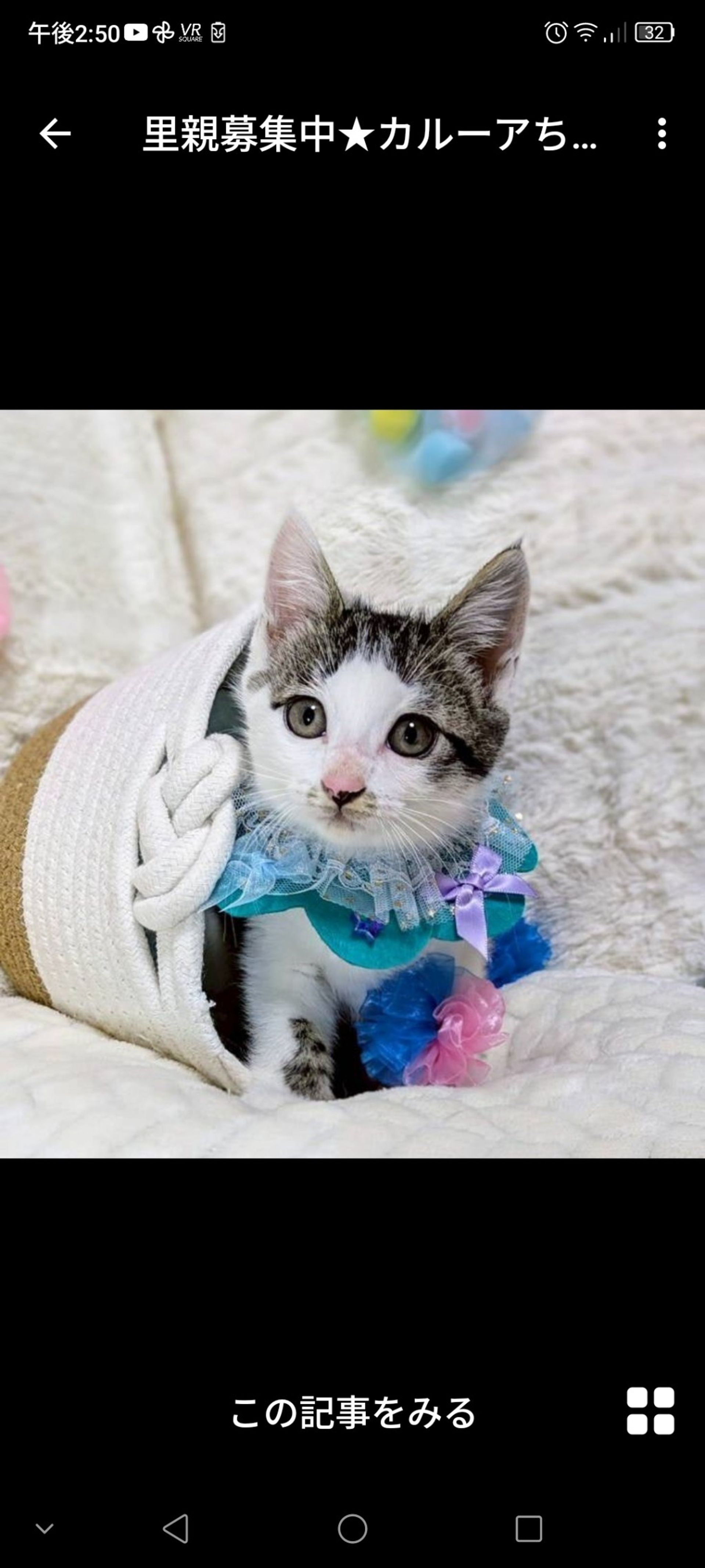 雑種（ミックス猫）・メスの里親募集の写真