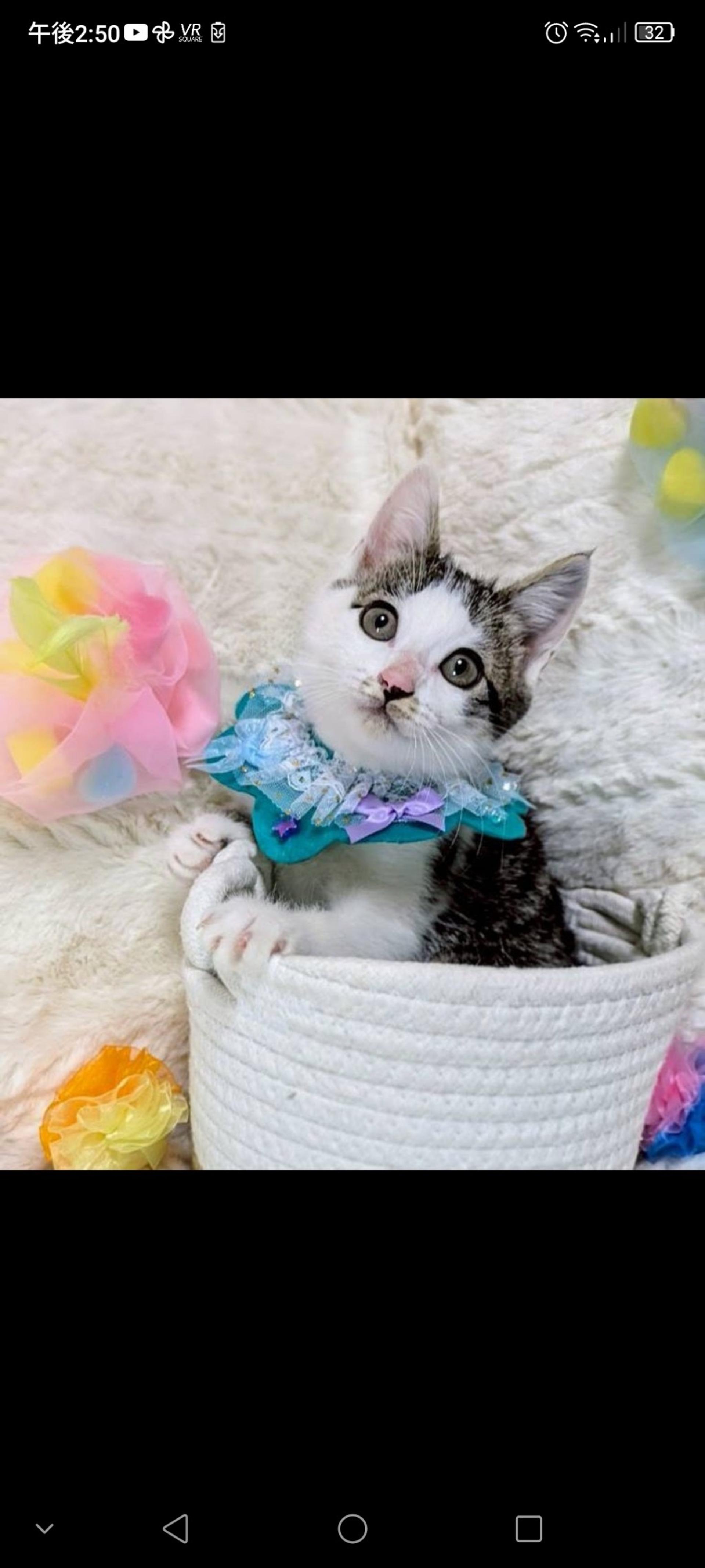 pet-image-2