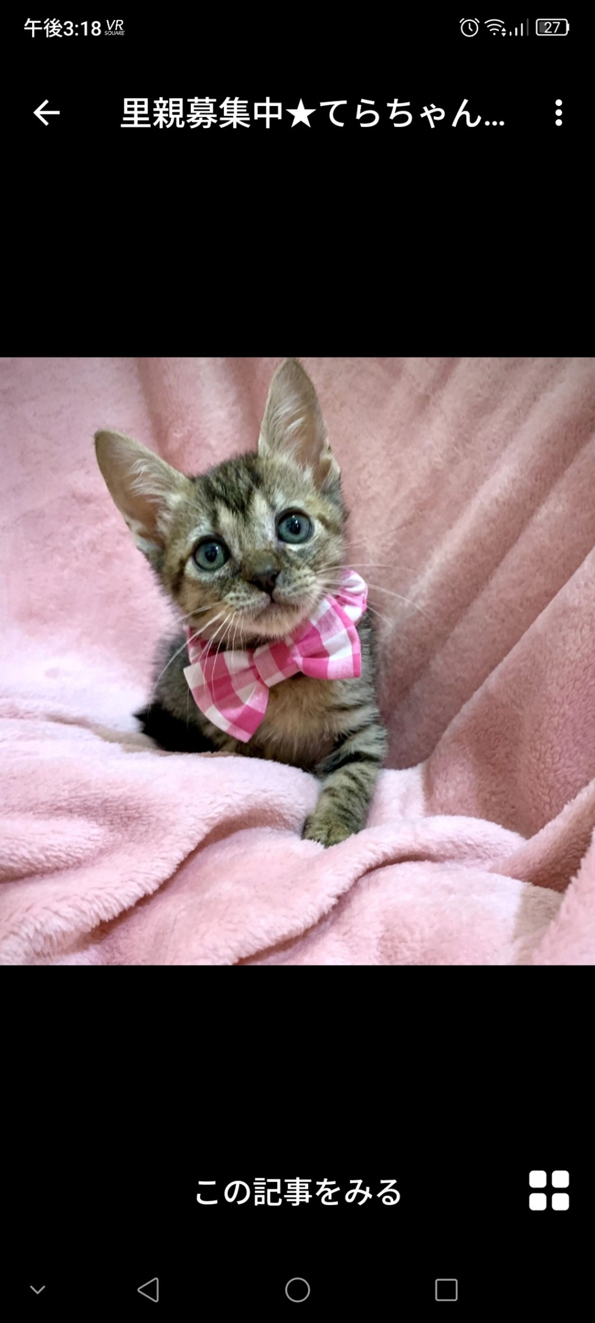 雑種（ミックス猫）・メスの里親募集の写真