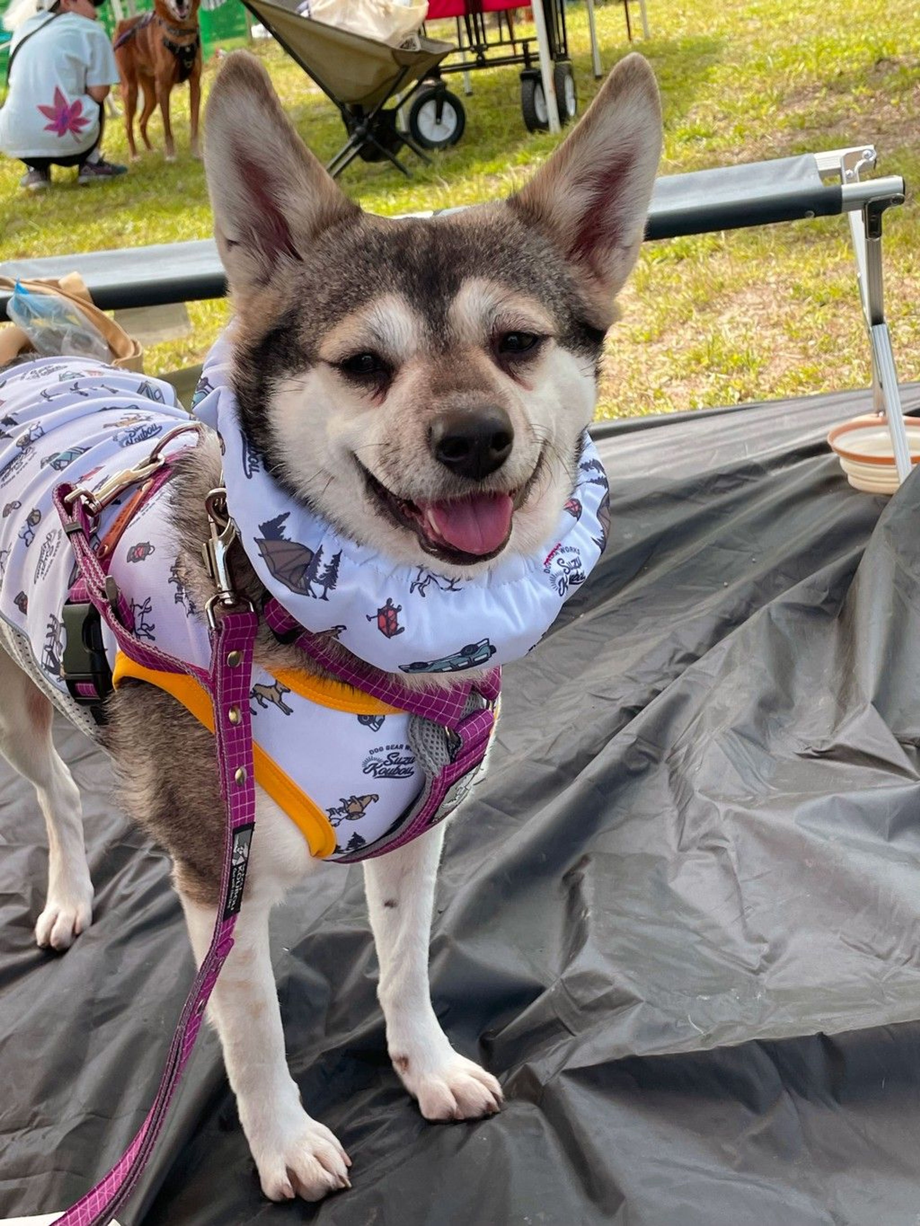 雑種（ミックス犬）・メスの里親募集の写真