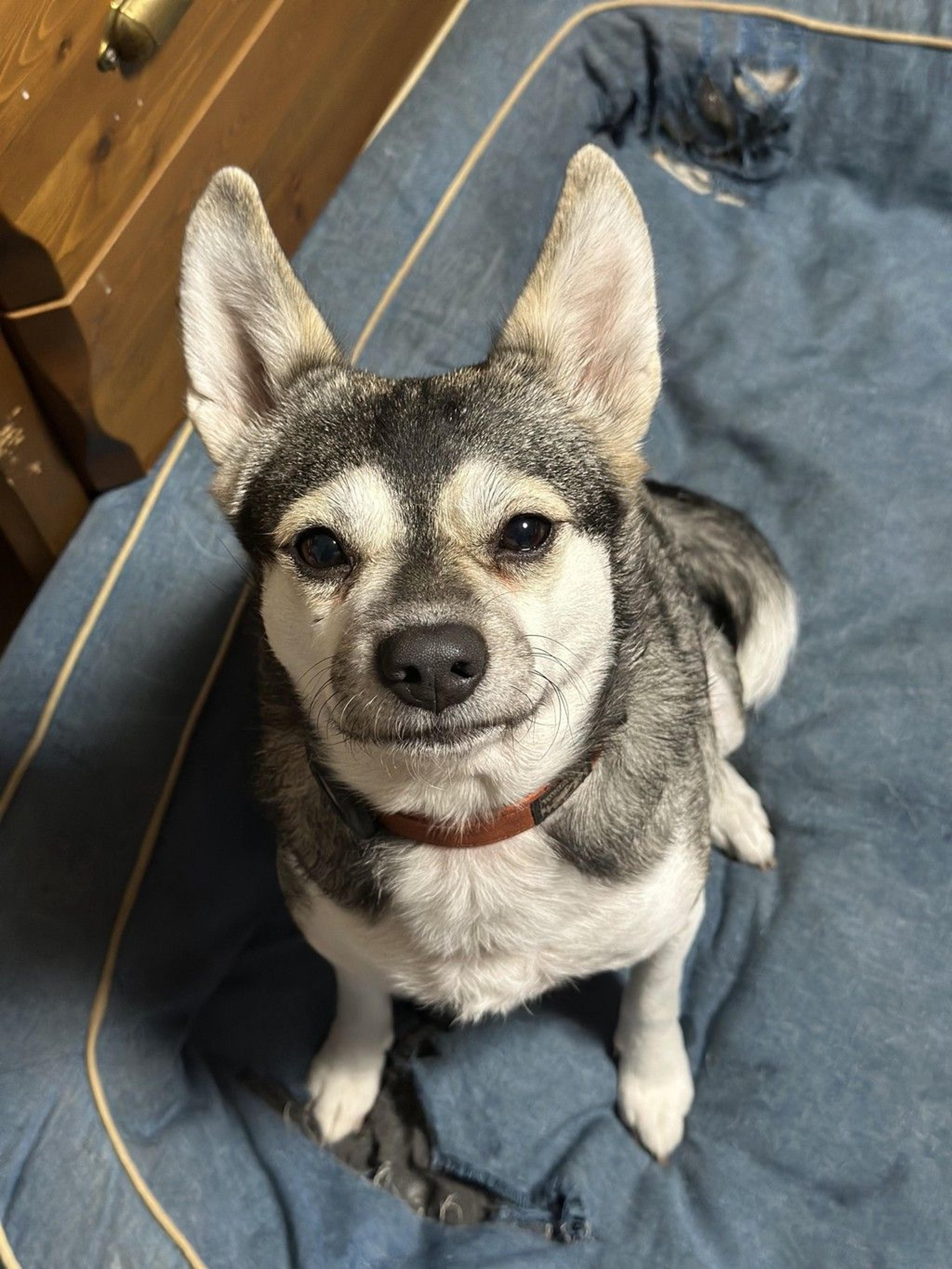 pet-image-2