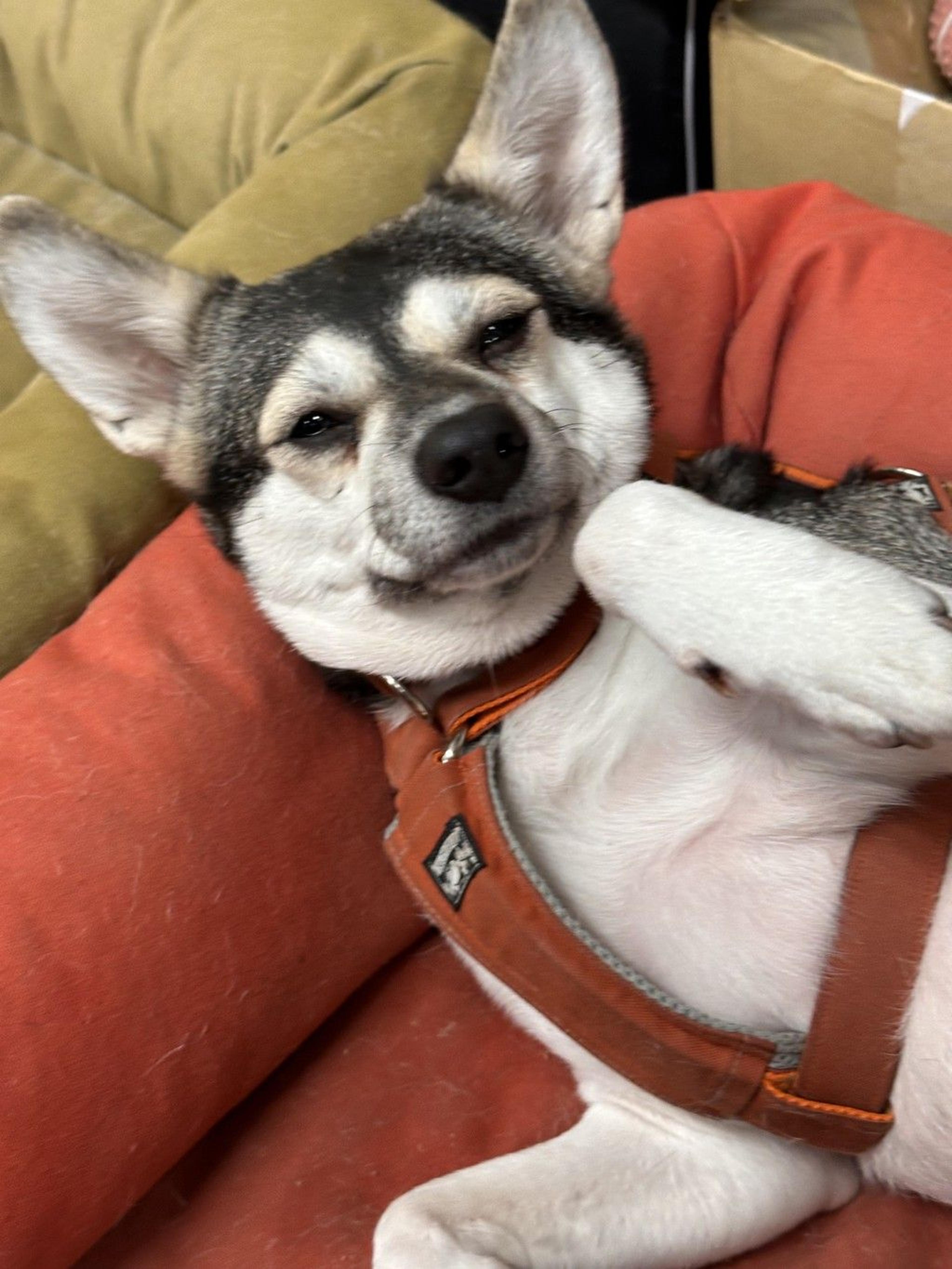 pet-image-3