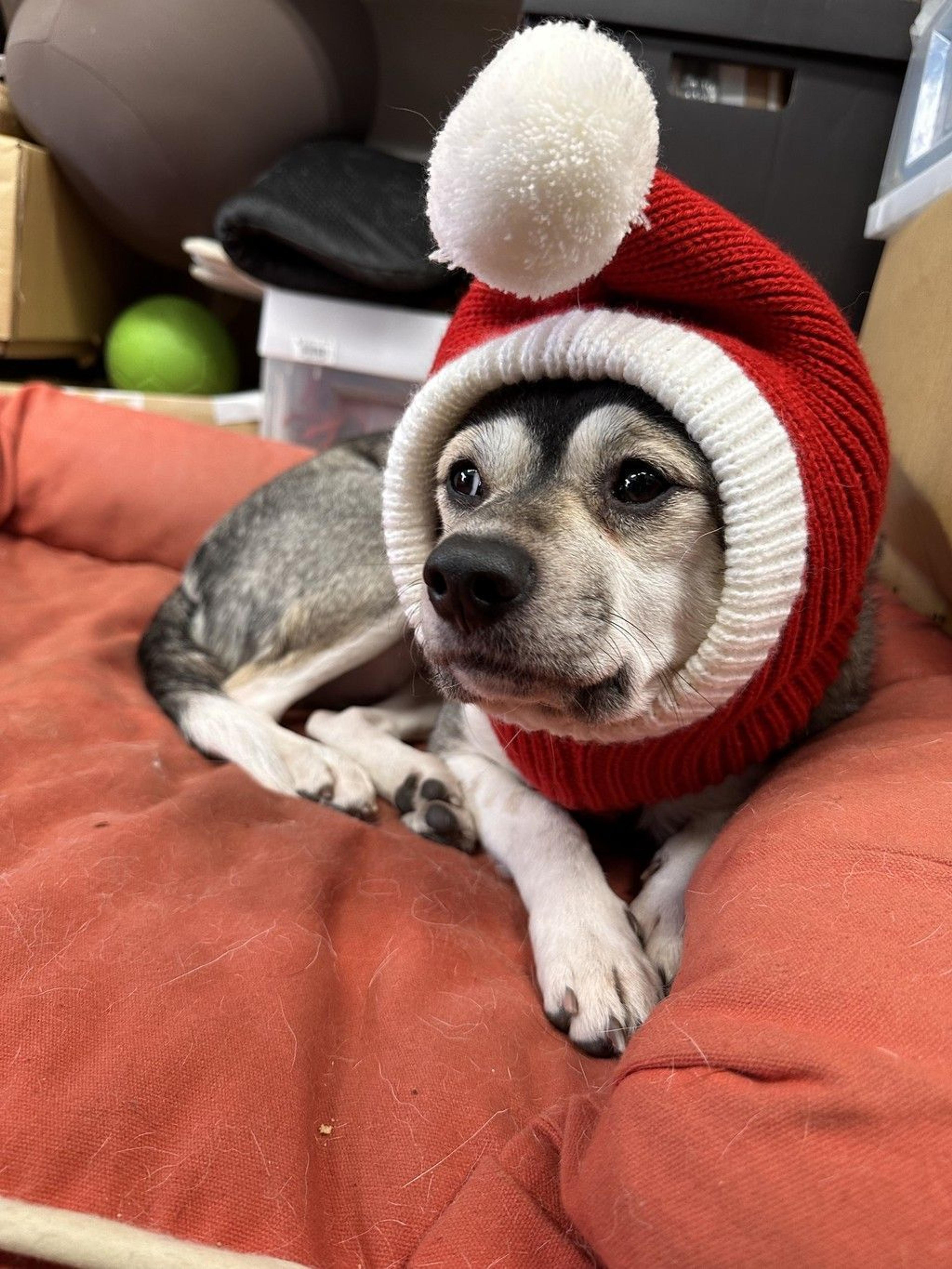 pet-image-5