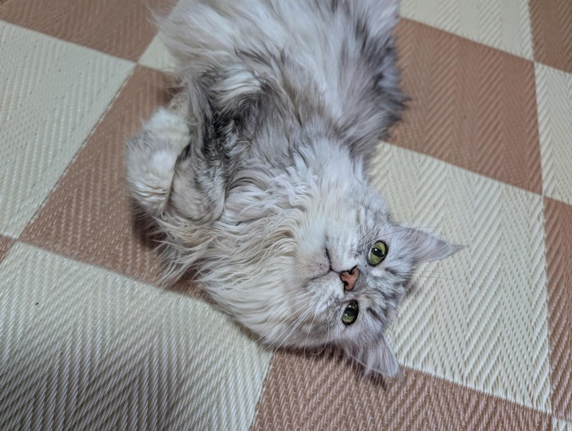 pet-image-3