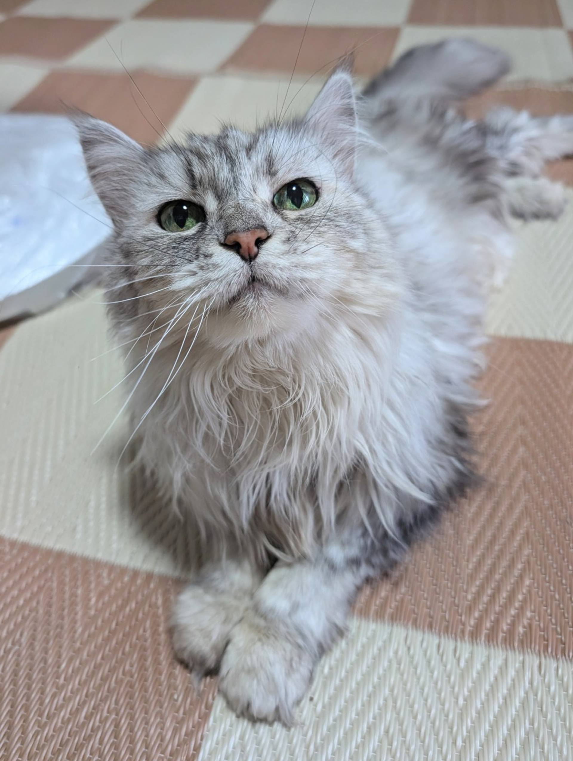 ペルシャ・メスの里親募集の写真