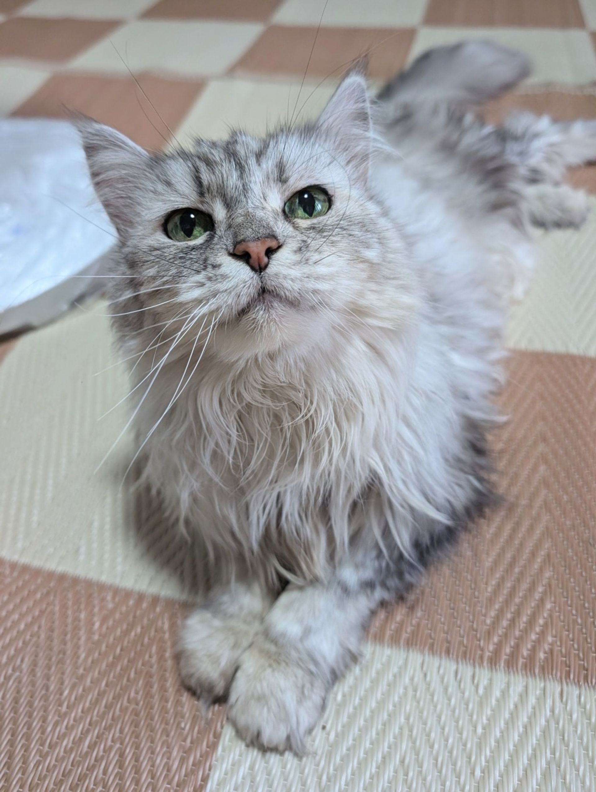 ペルシャ・メスの里親募集の写真