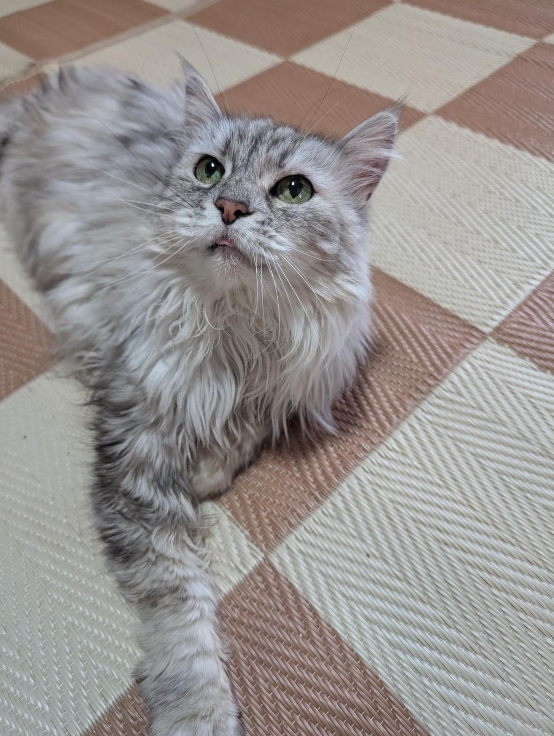 pet-image-2