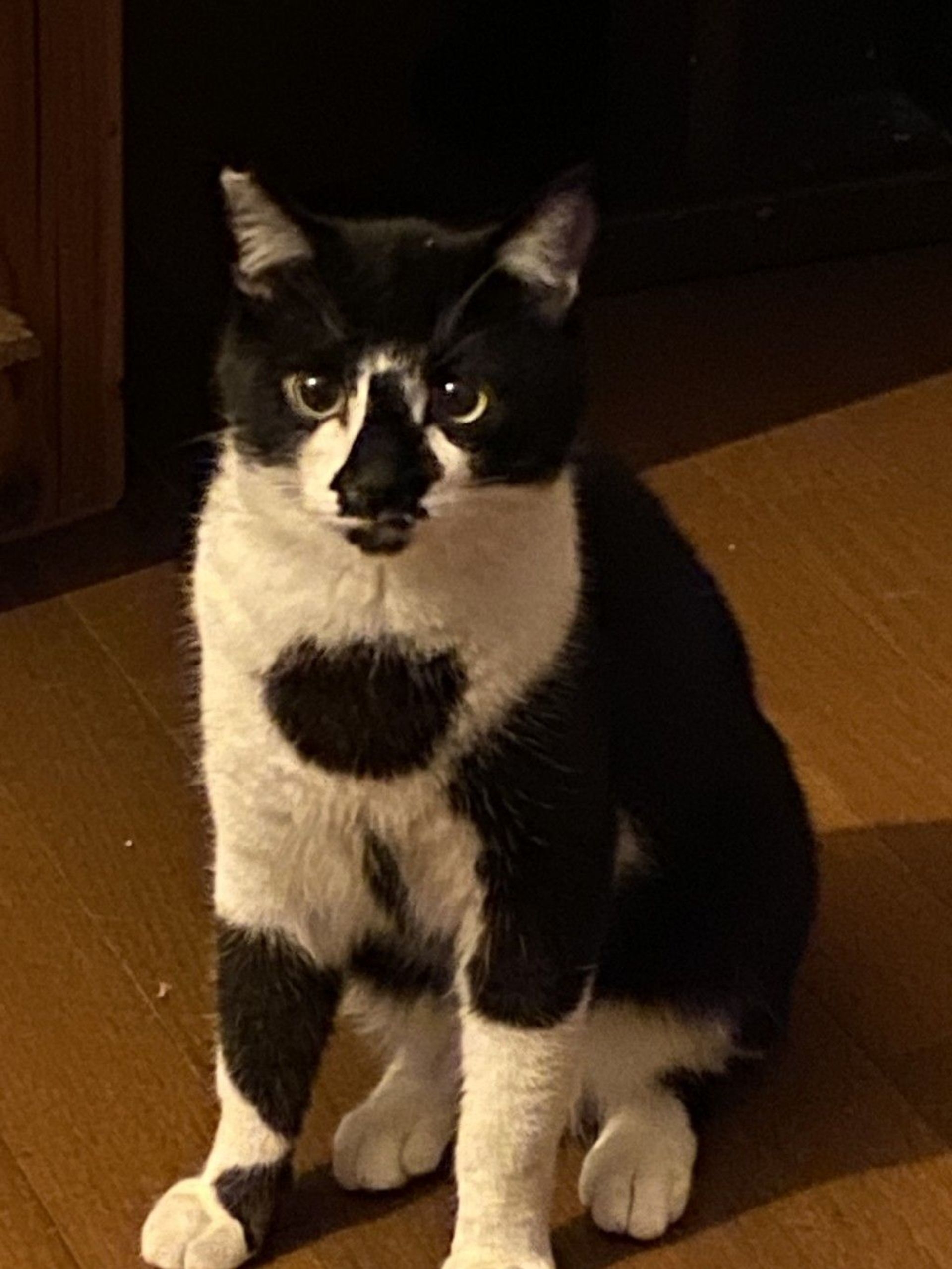 雑種（ミックス猫）・オスの里親募集の写真