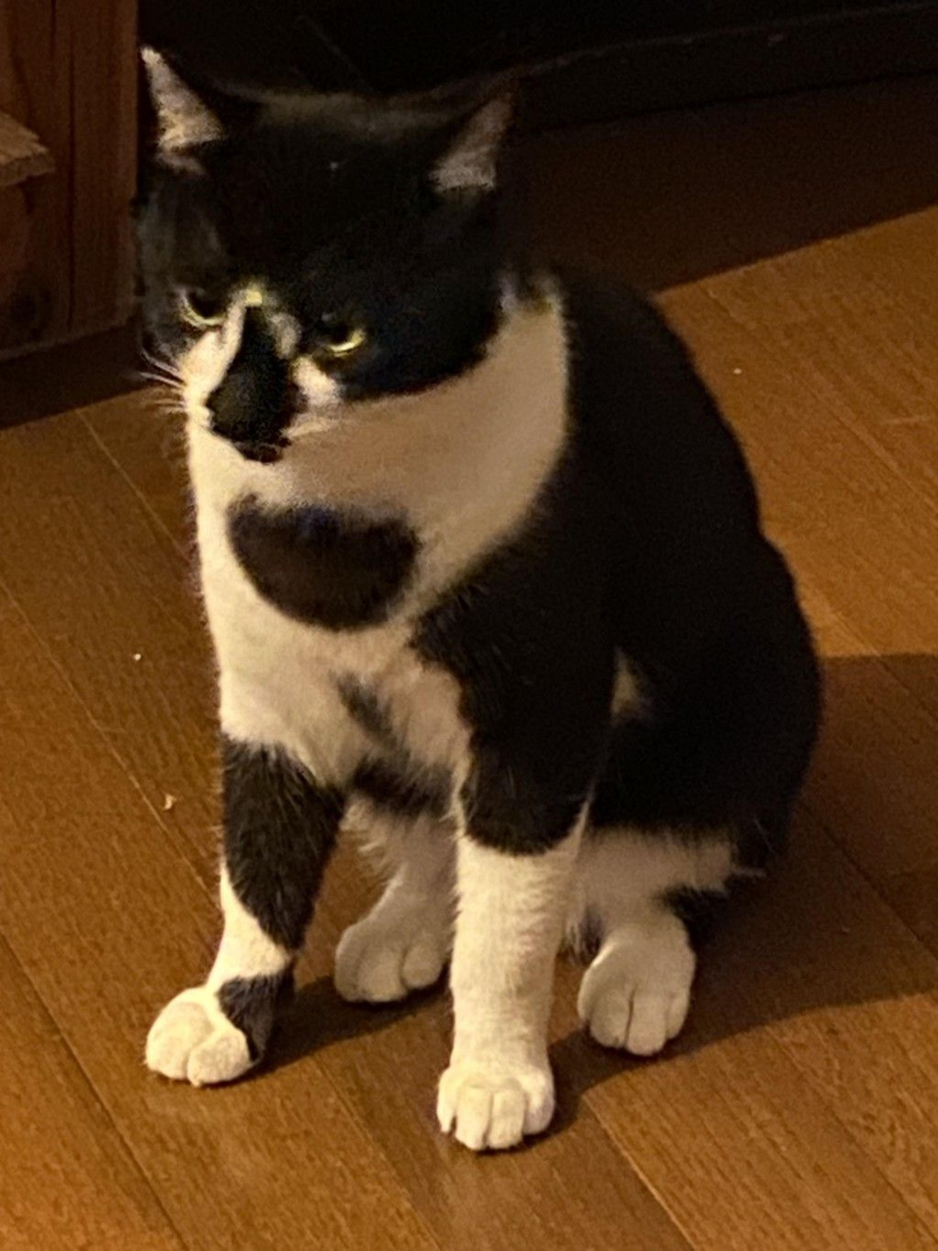 pet-image-2