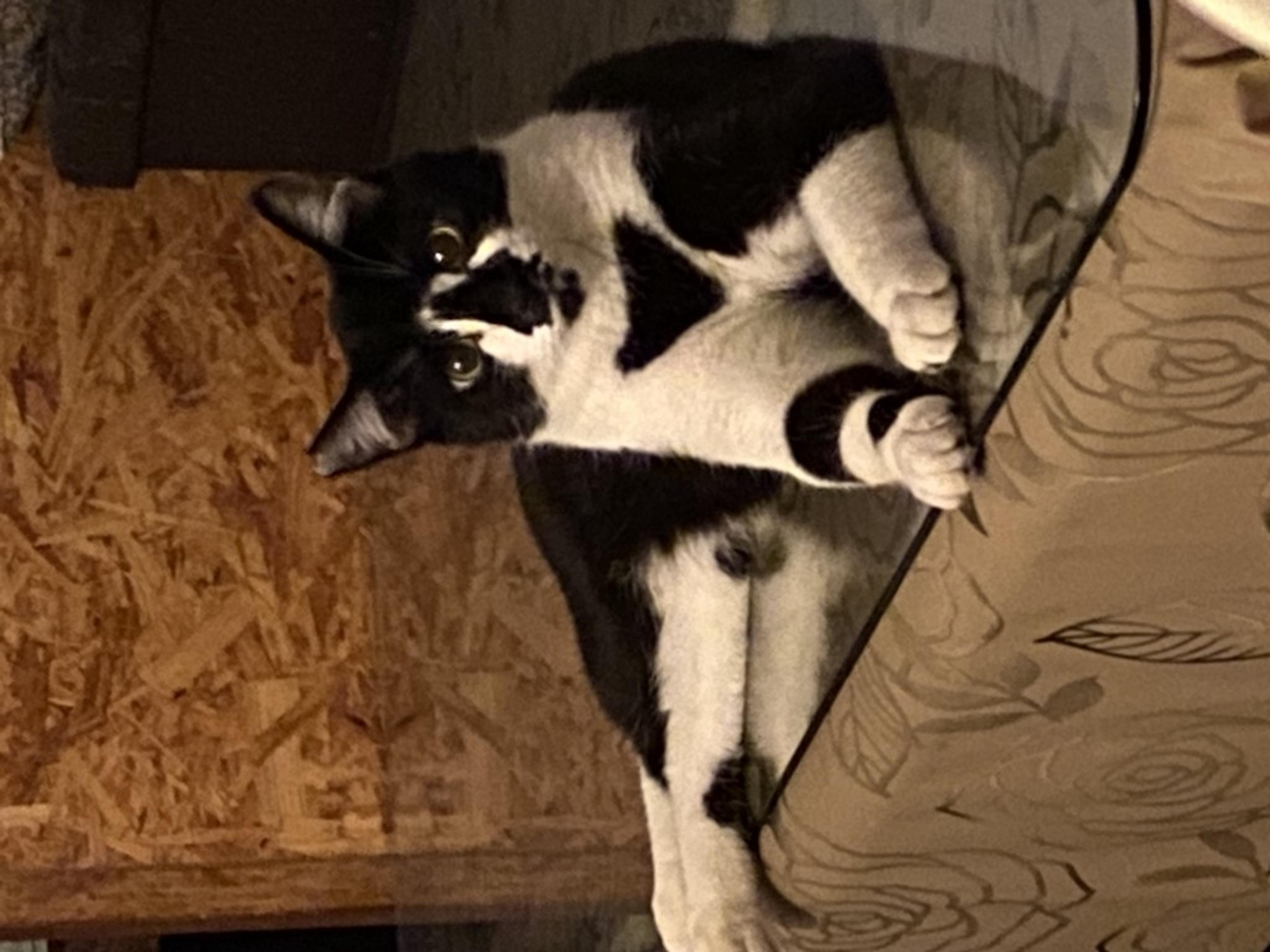 pet-image-3