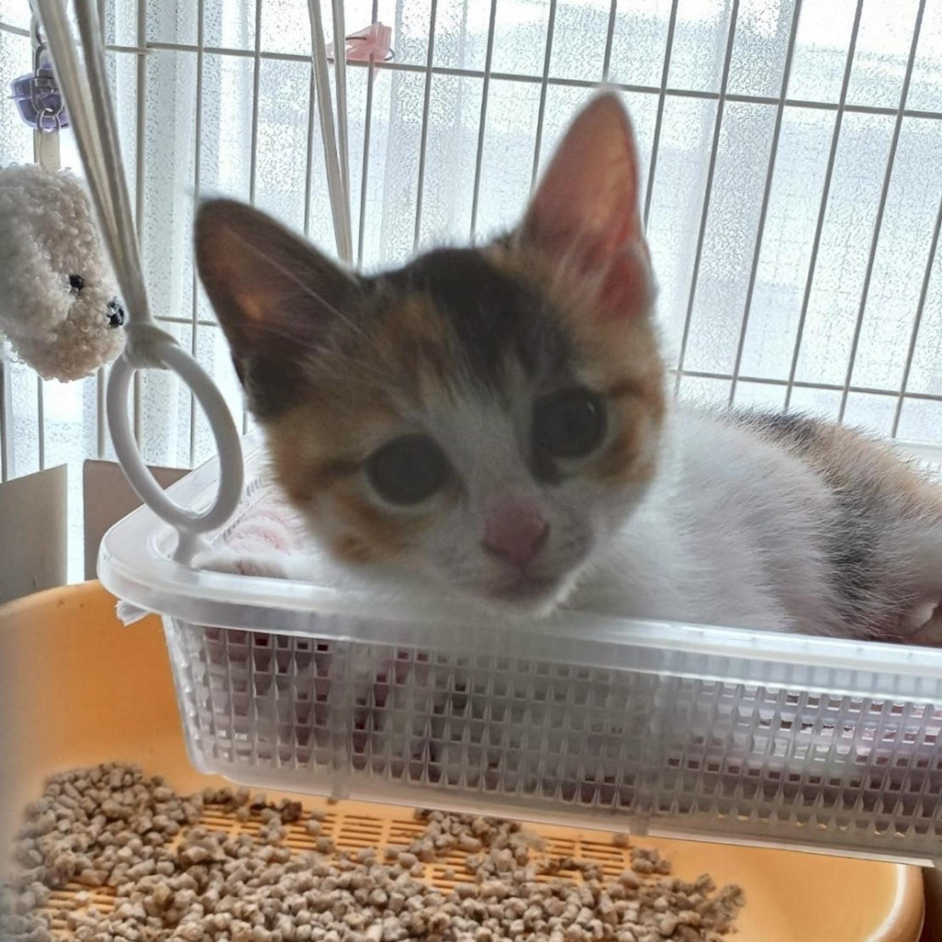 pet-image-7