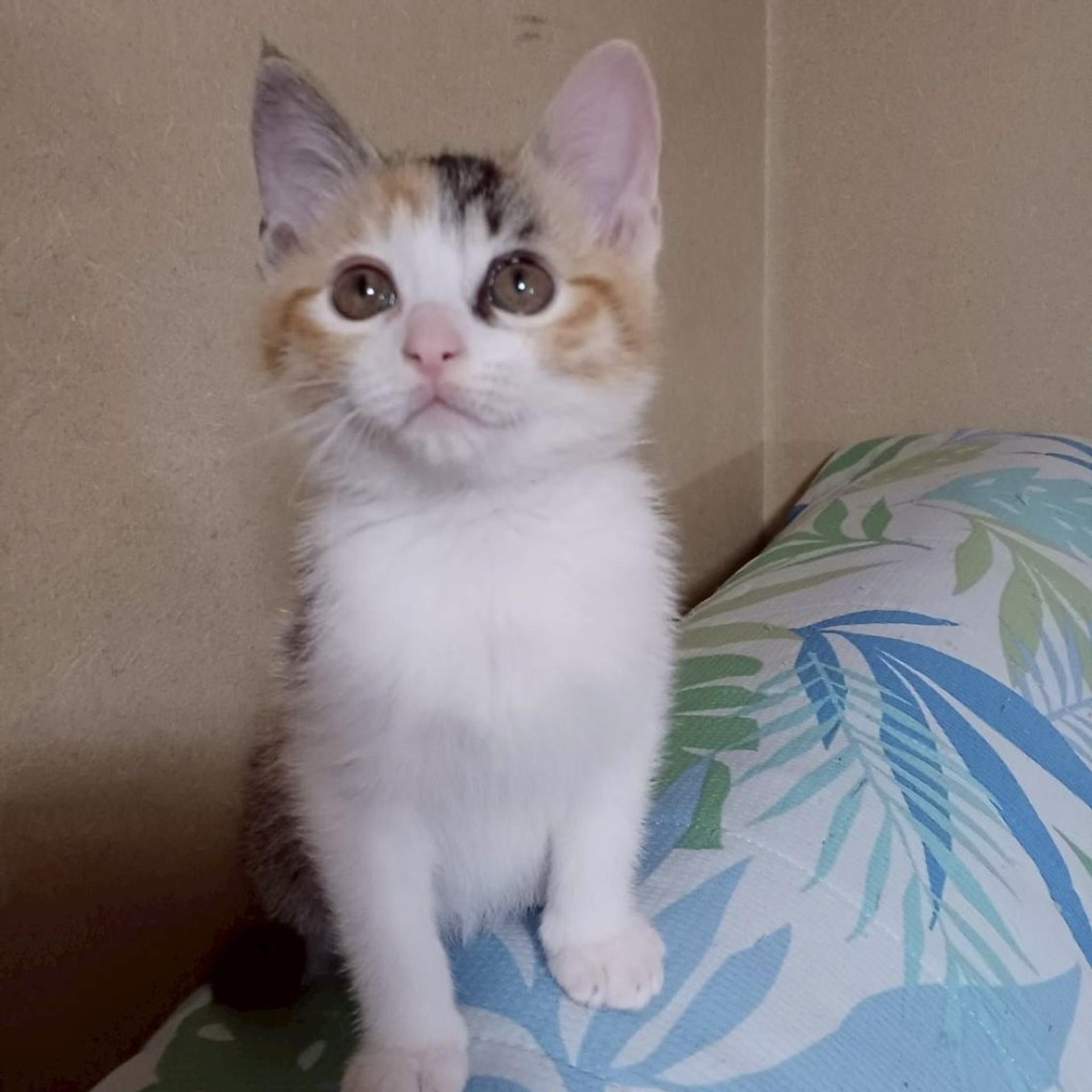 pet-image-3