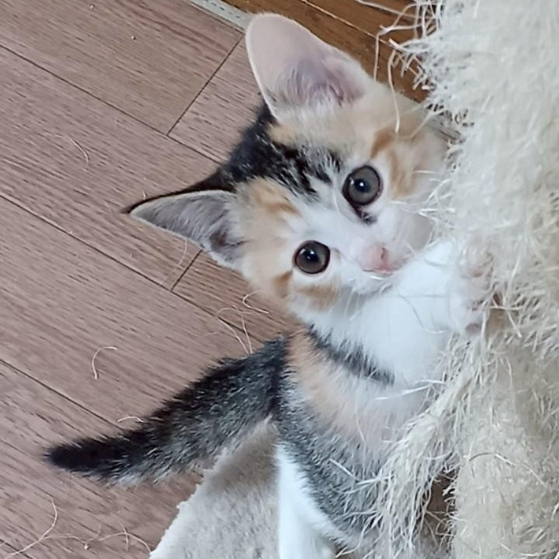 pet-image-4