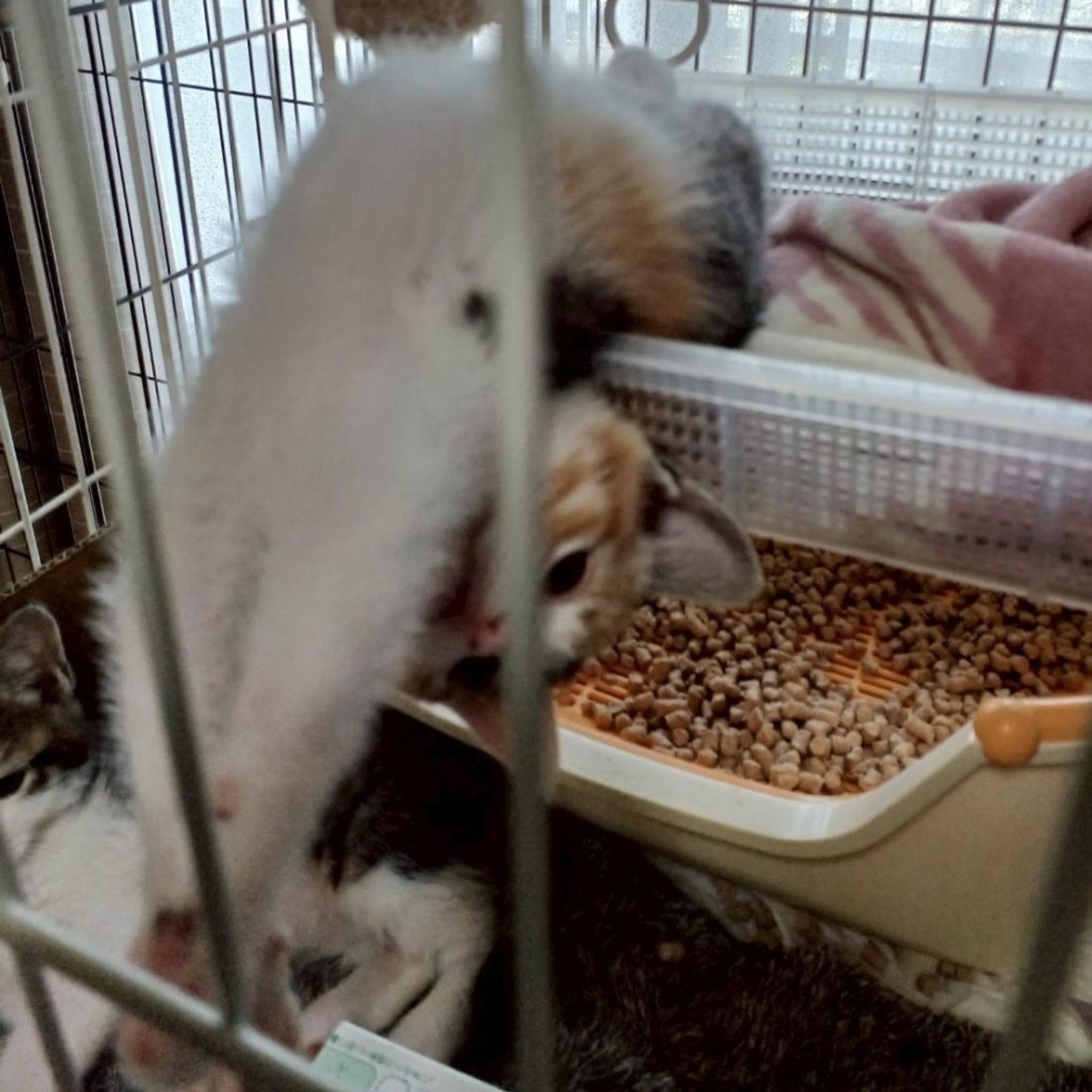 pet-image-5