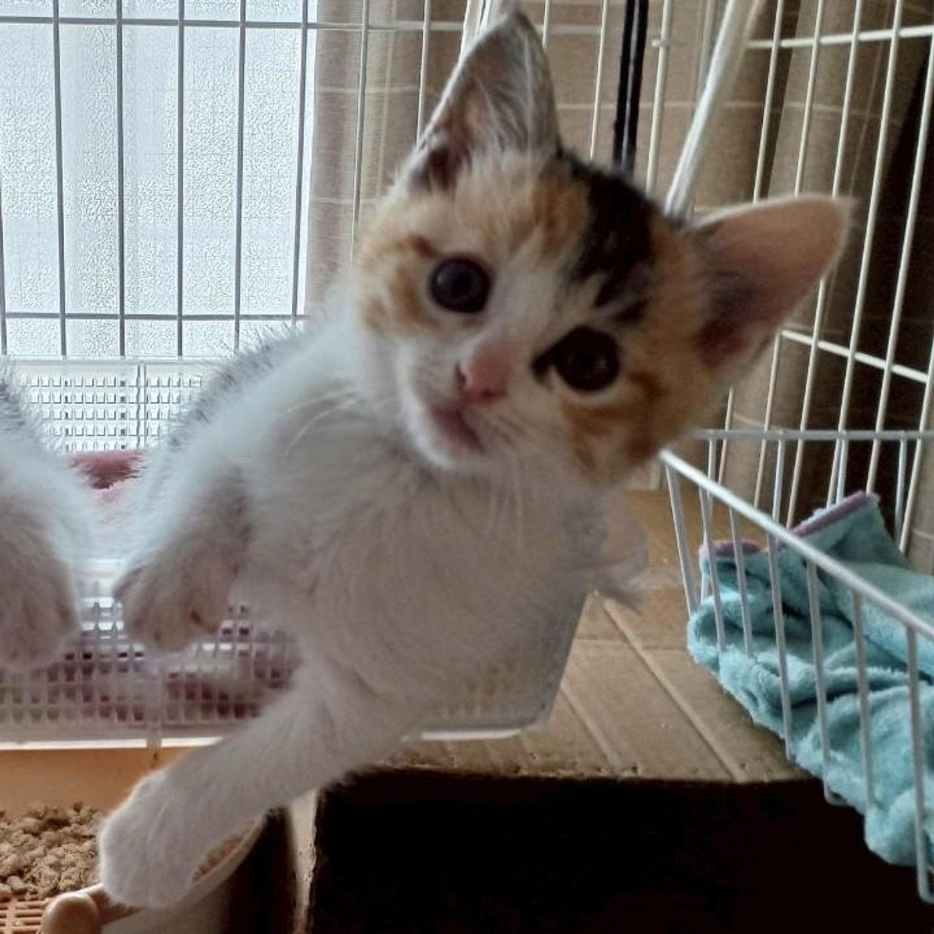 雑種（ミックス猫）・メスの里親募集の写真