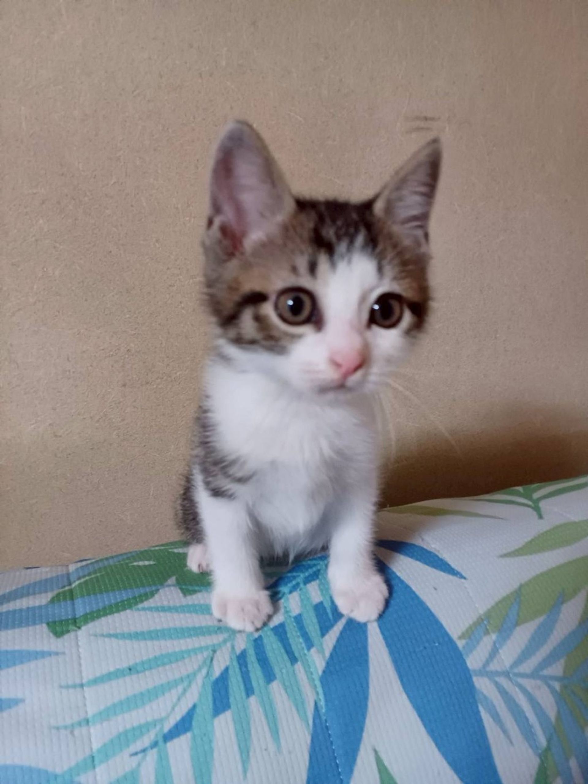 雑種（ミックス猫）・オスの里親募集の写真