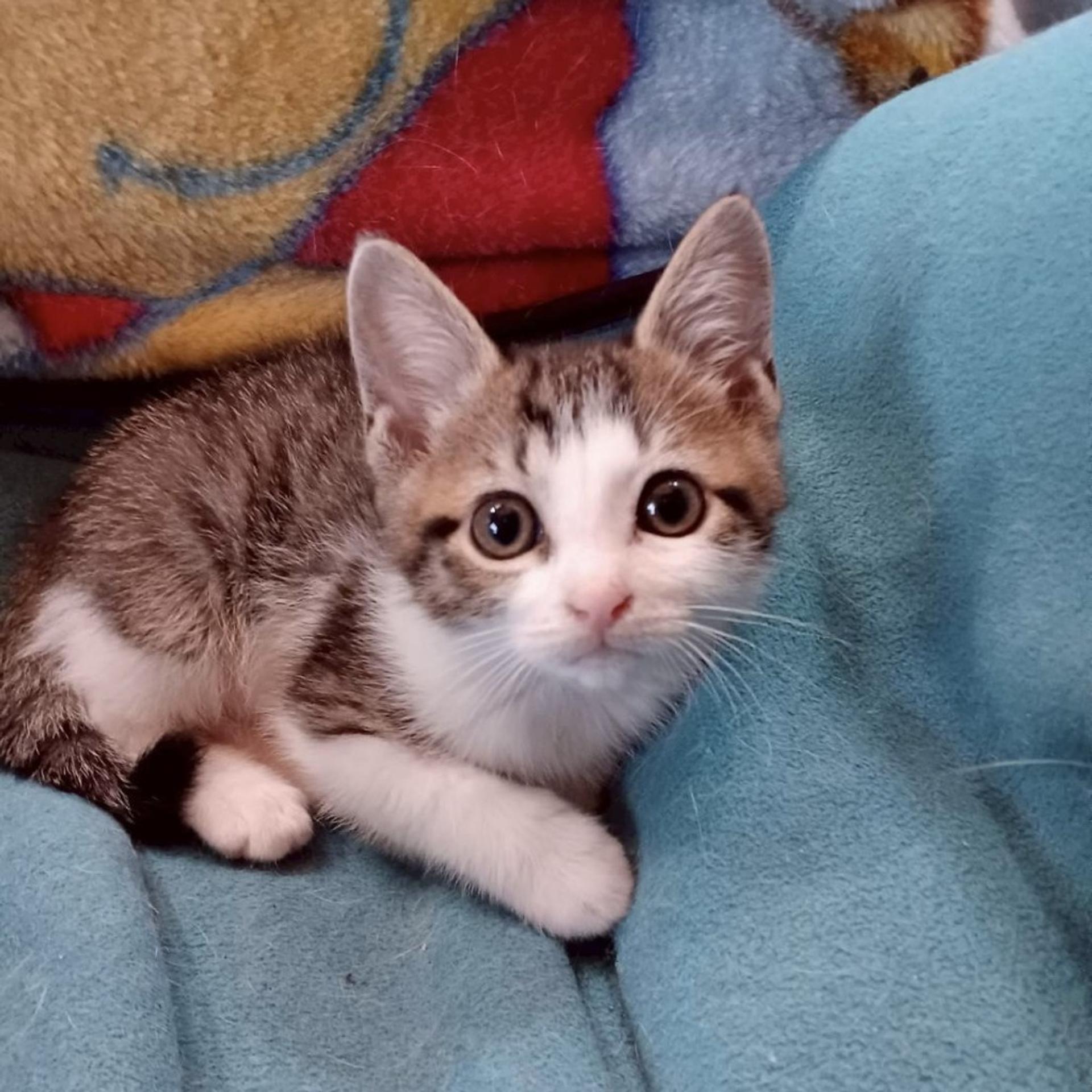 pet-image-3