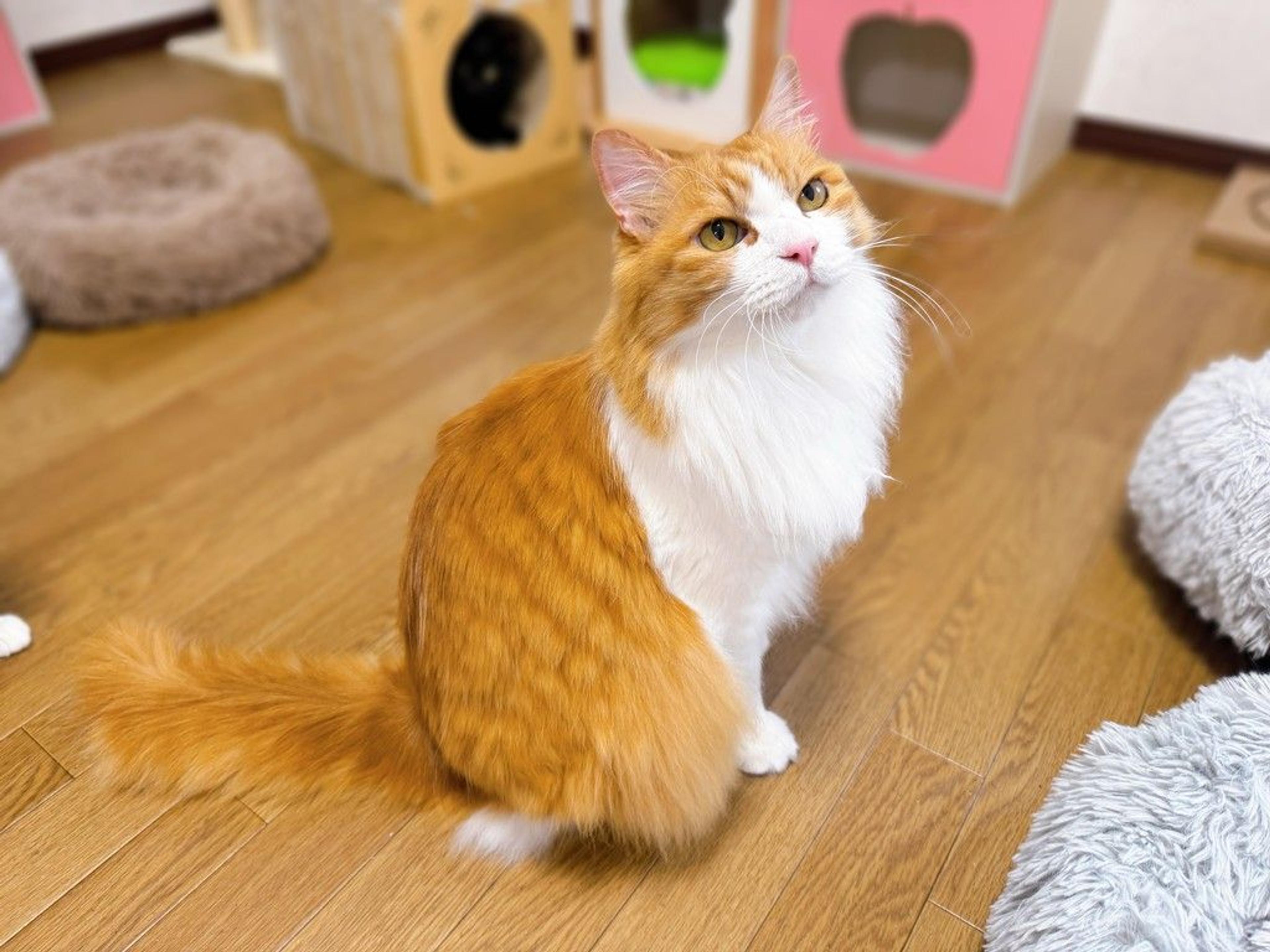 pet-image-6