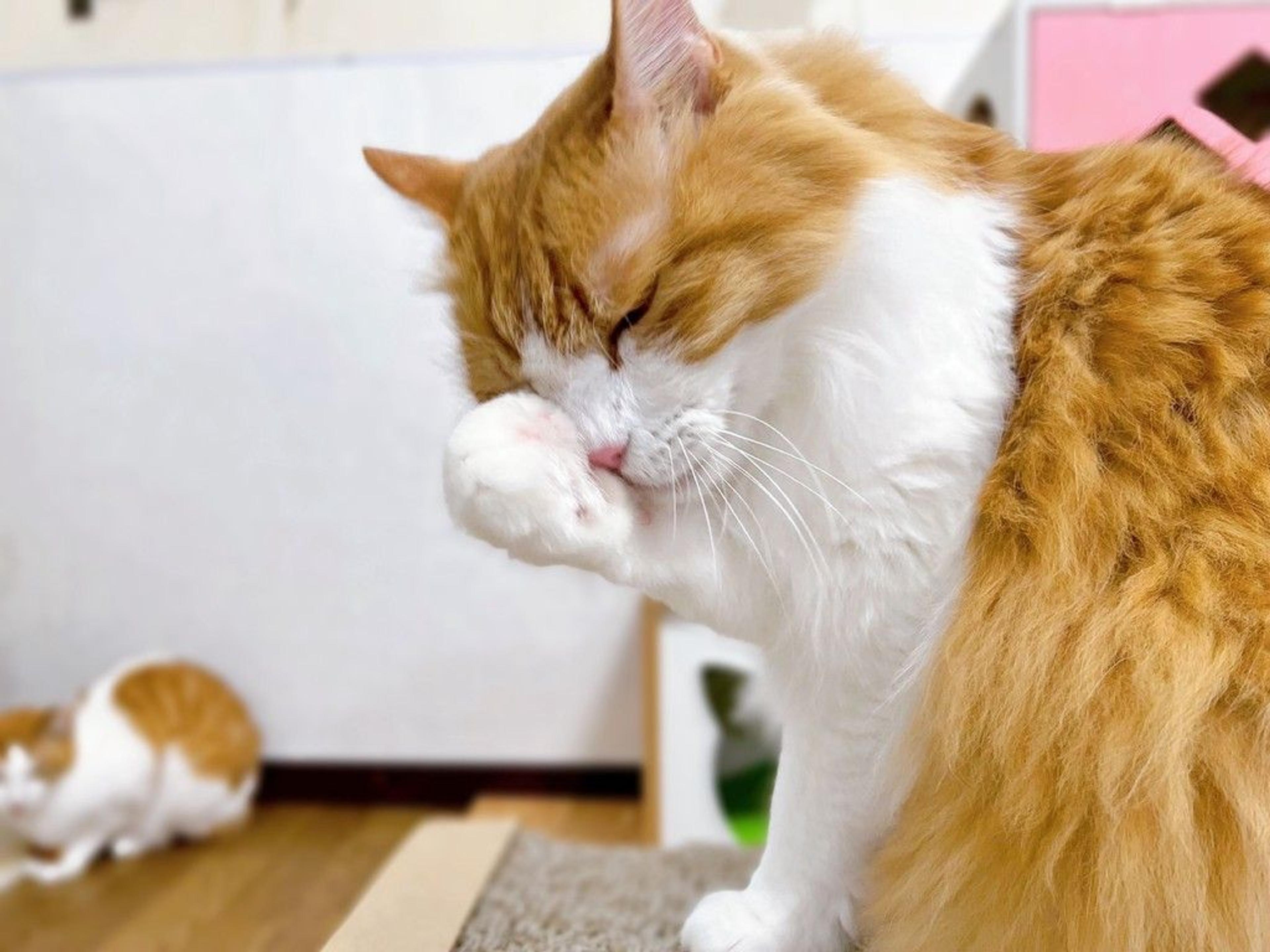 pet-image-5