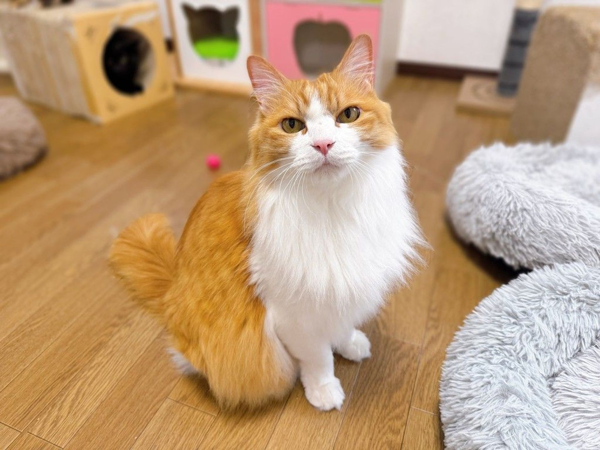 ノルウェージャンフォレストキャット・オスの里親募集の写真
