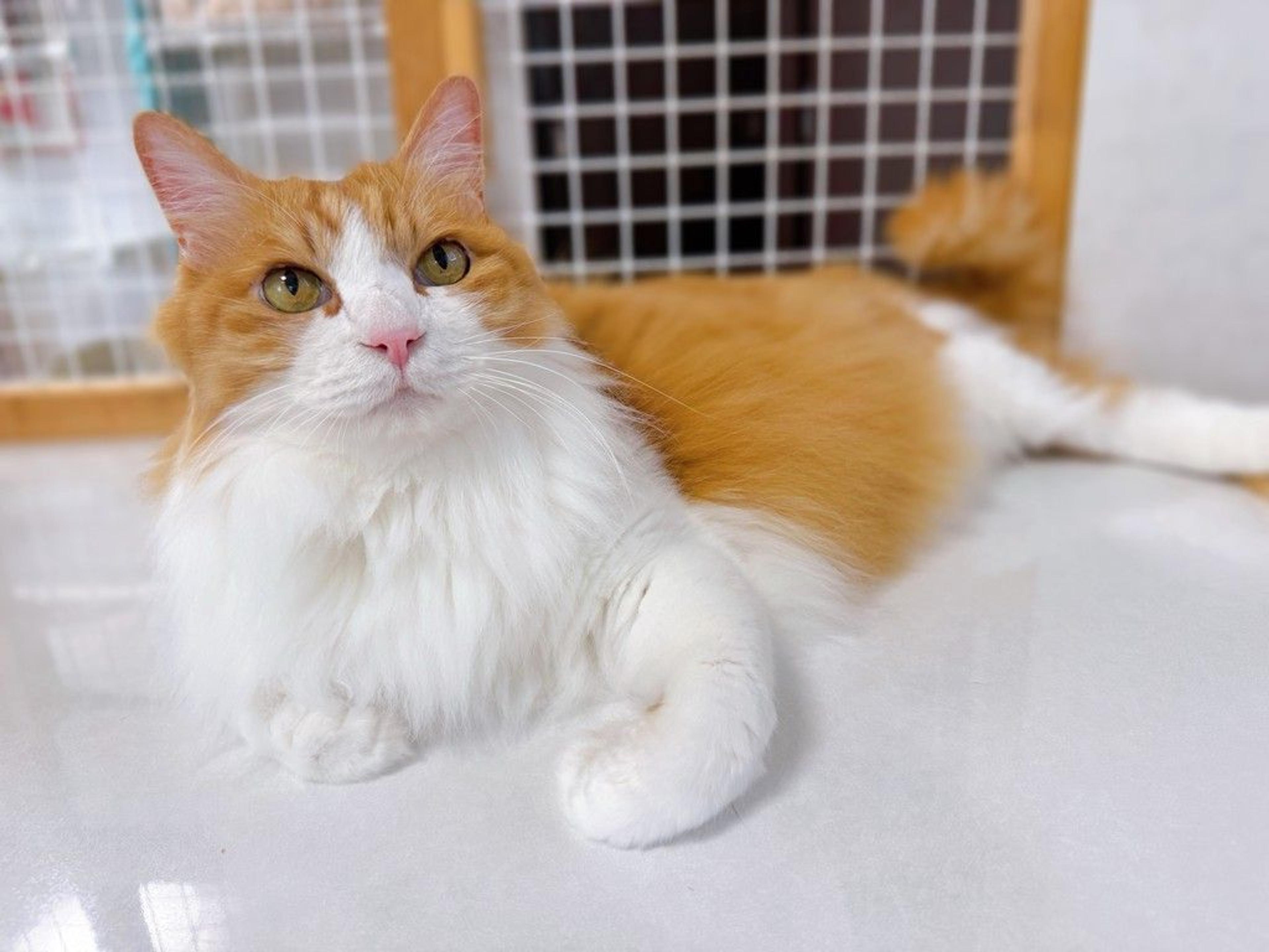 pet-image-4