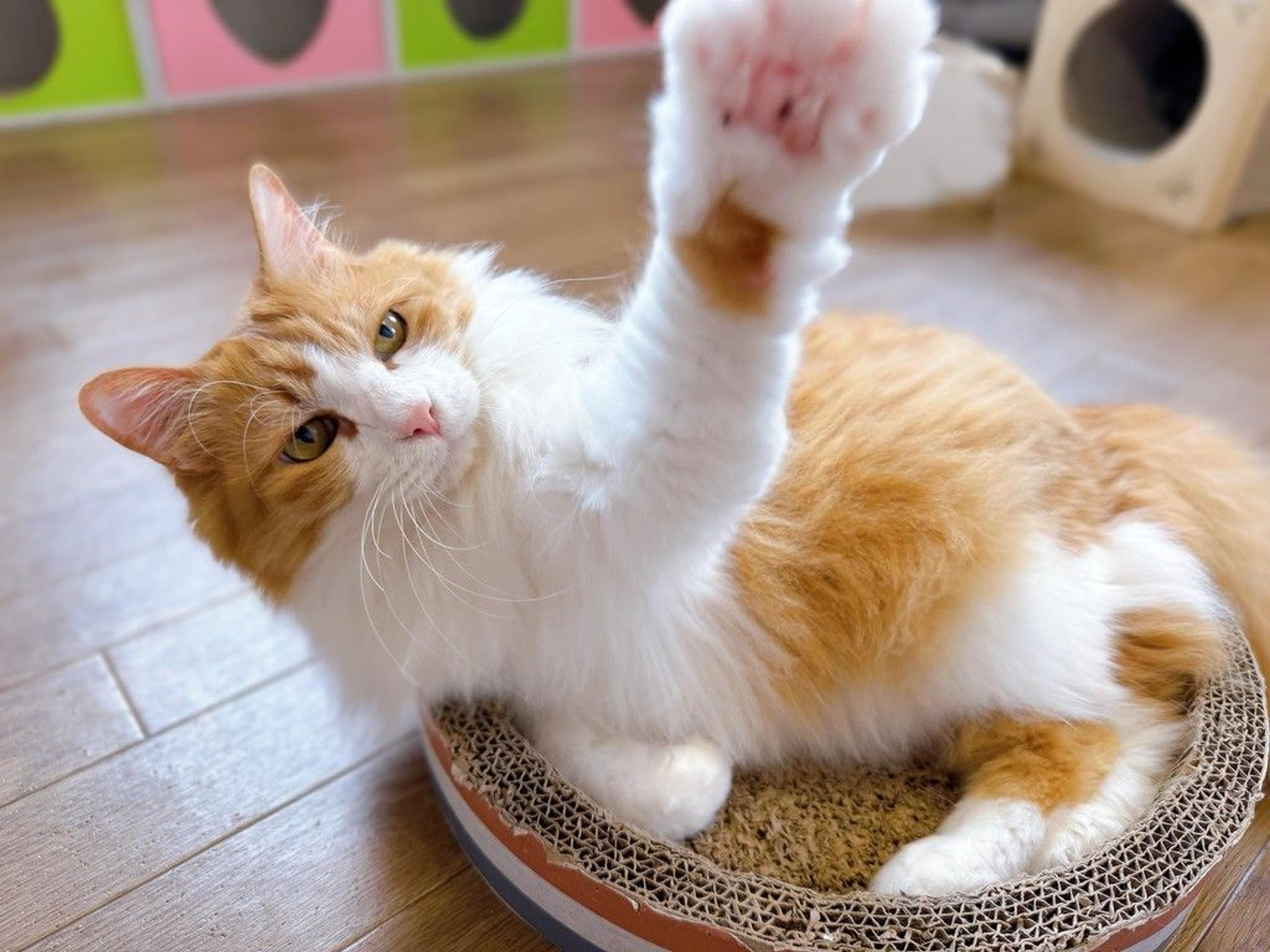 pet-image-3