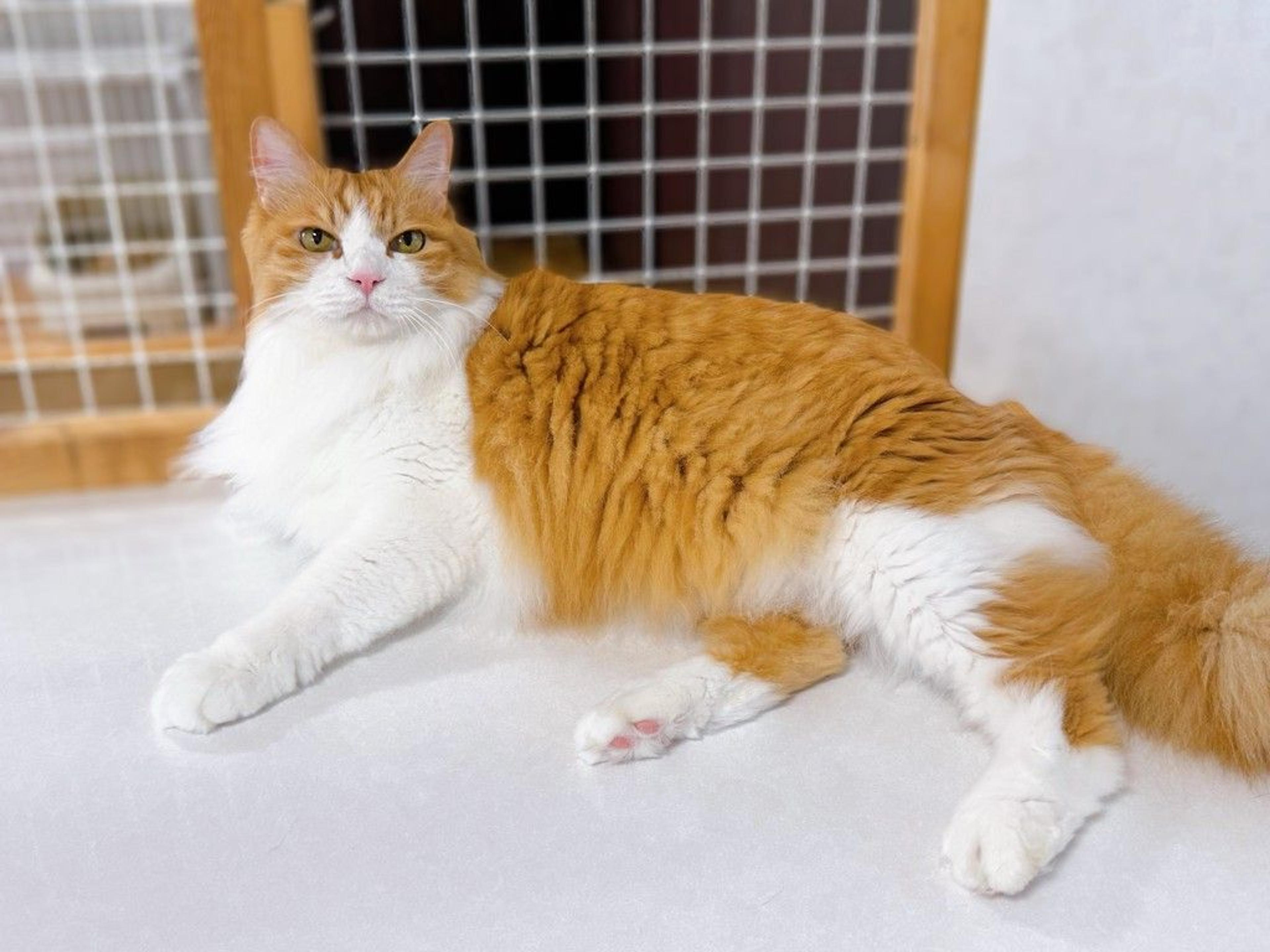 pet-image-7