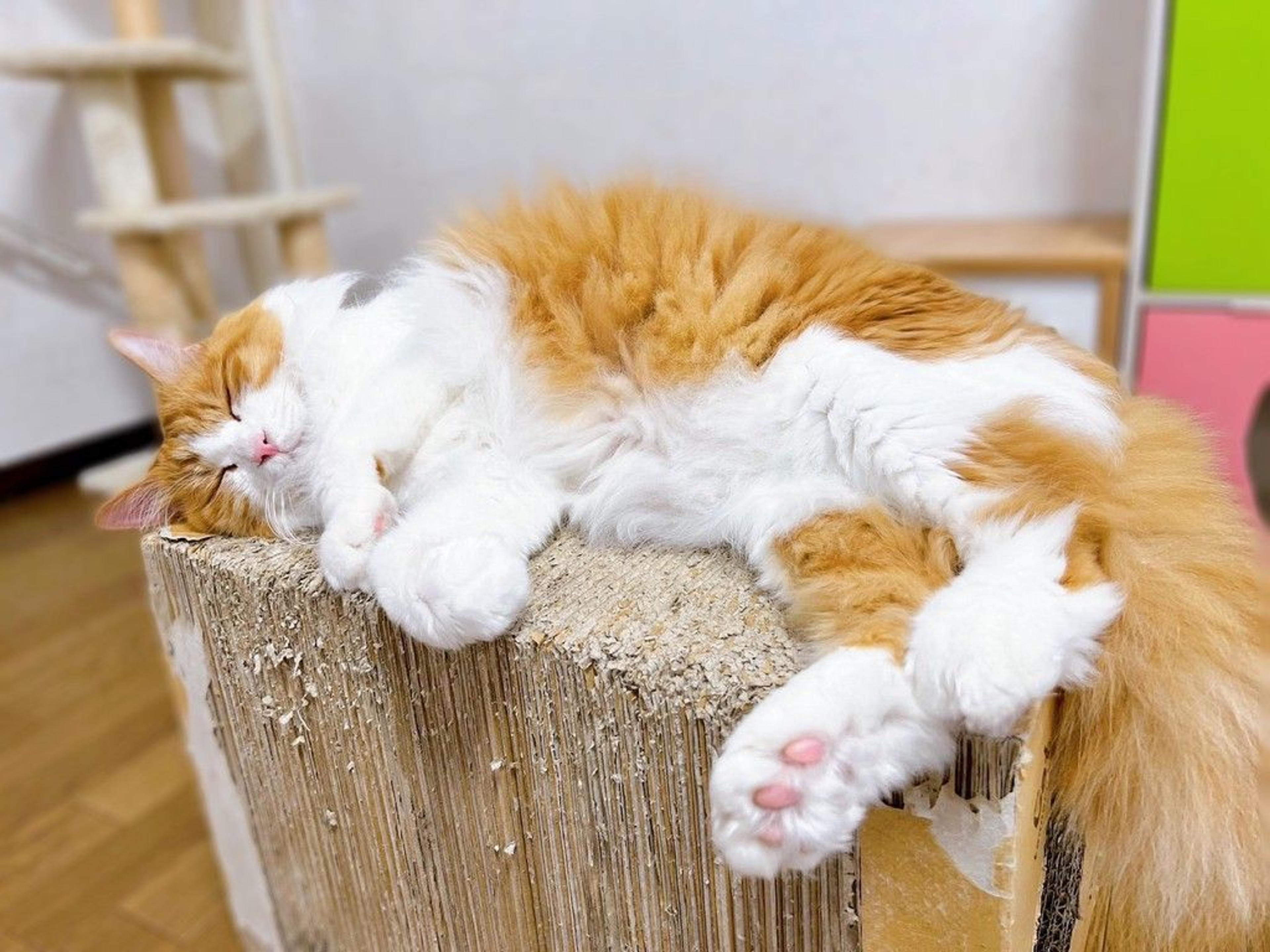pet-image-9