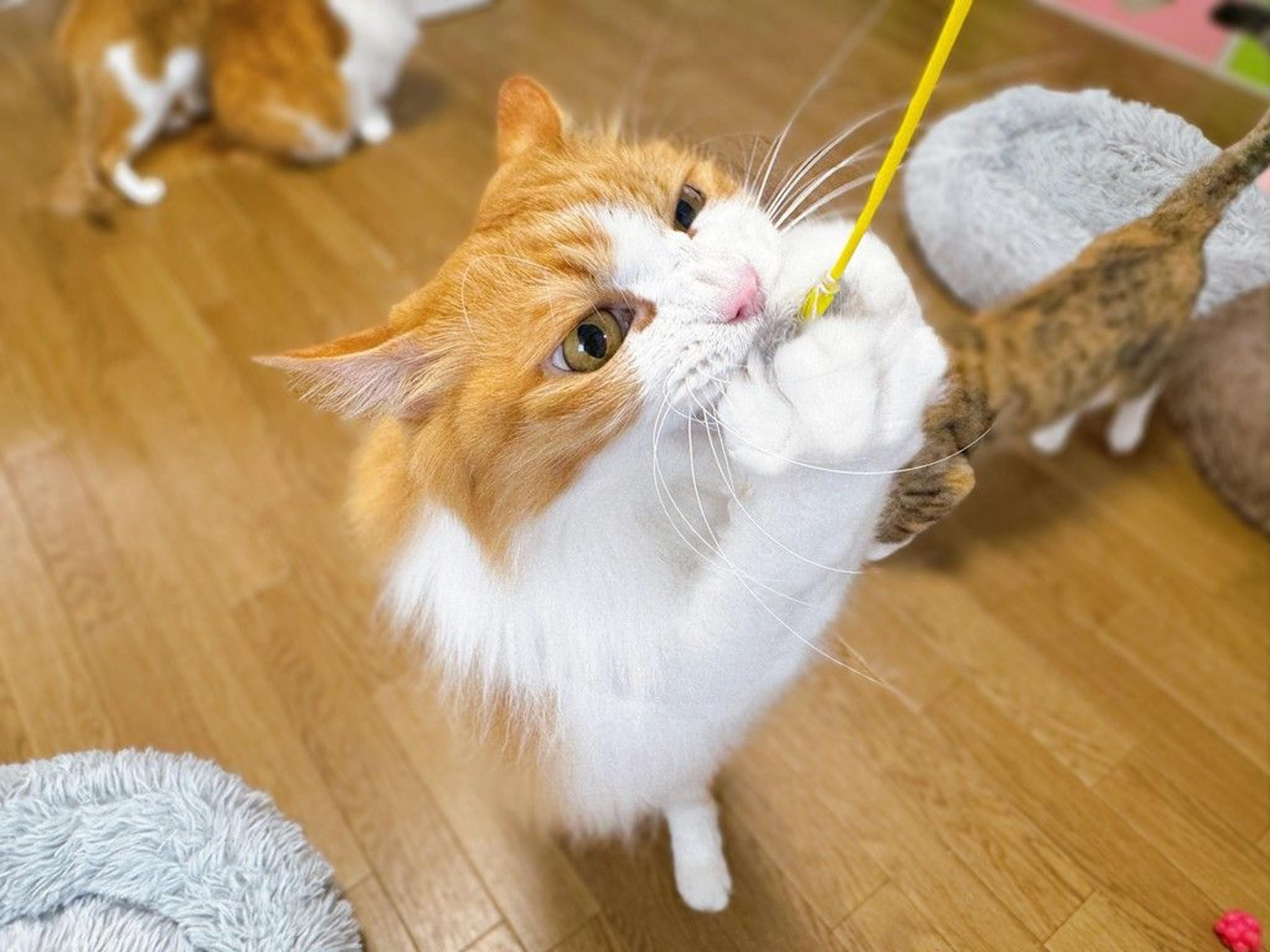 pet-image-10