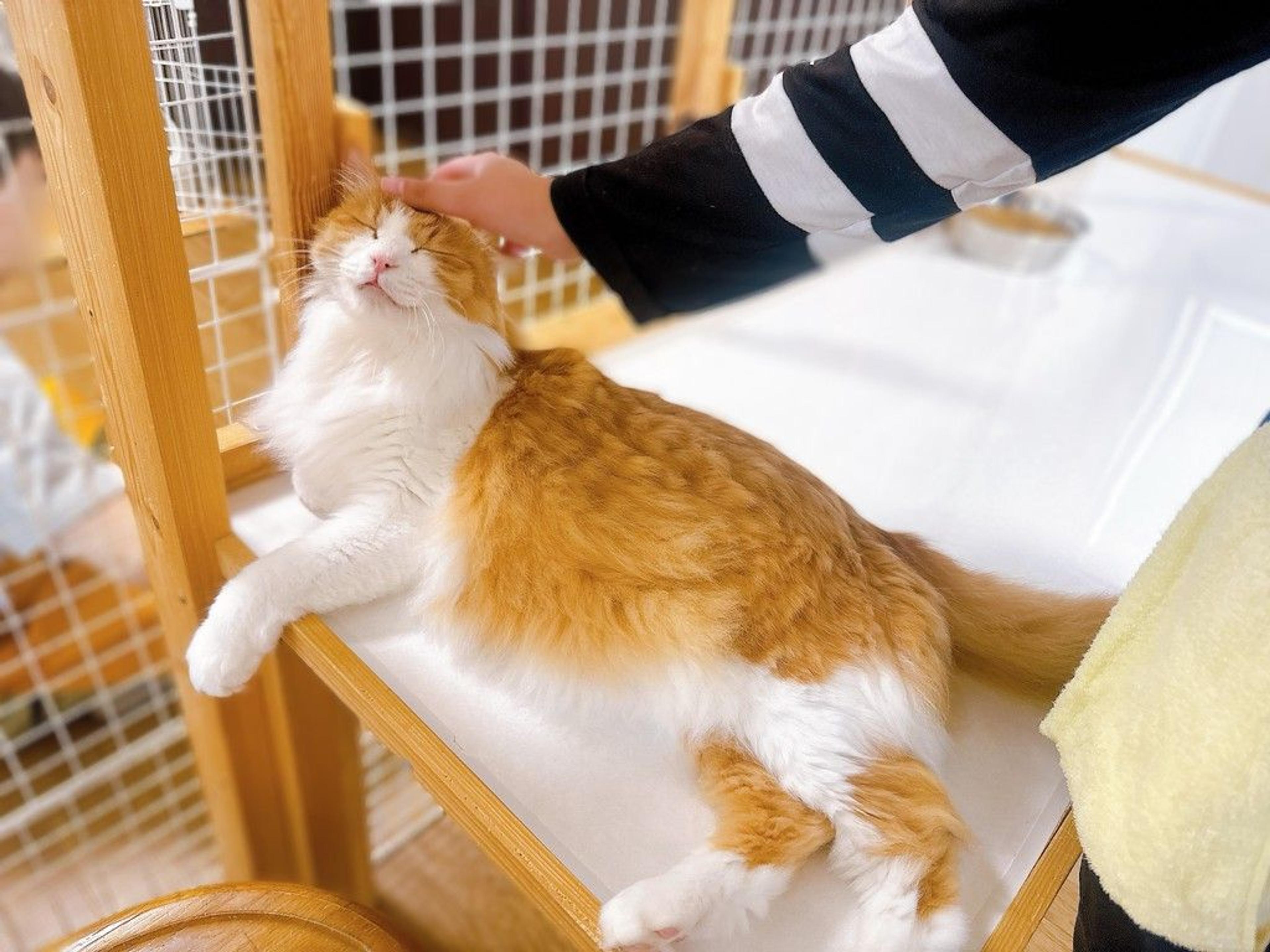 pet-image-8