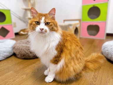 ノルウェージャンフォレストキャット・オスの里親募集の写真