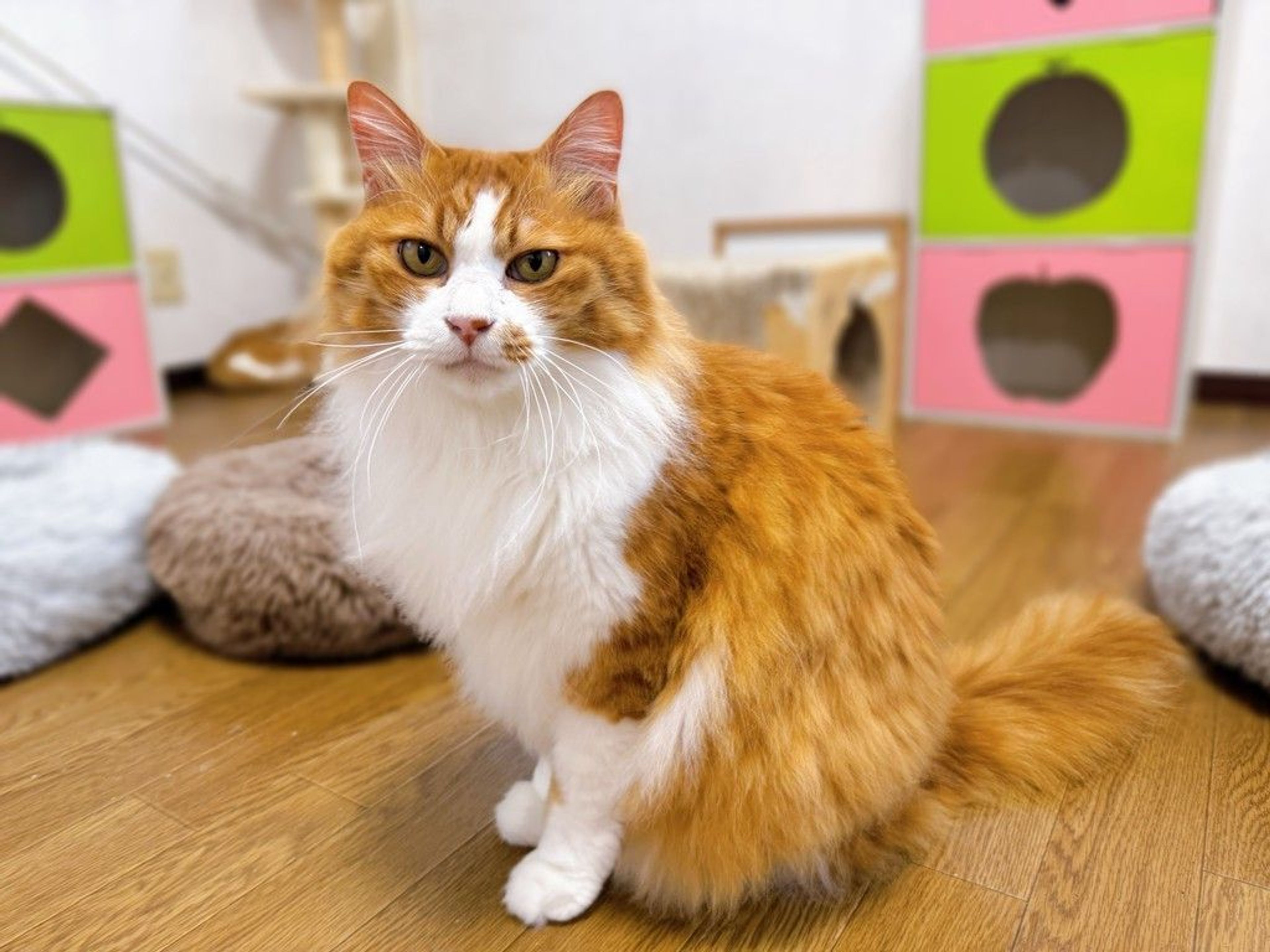 ノルウェージャンフォレストキャット・オスの里親募集の写真