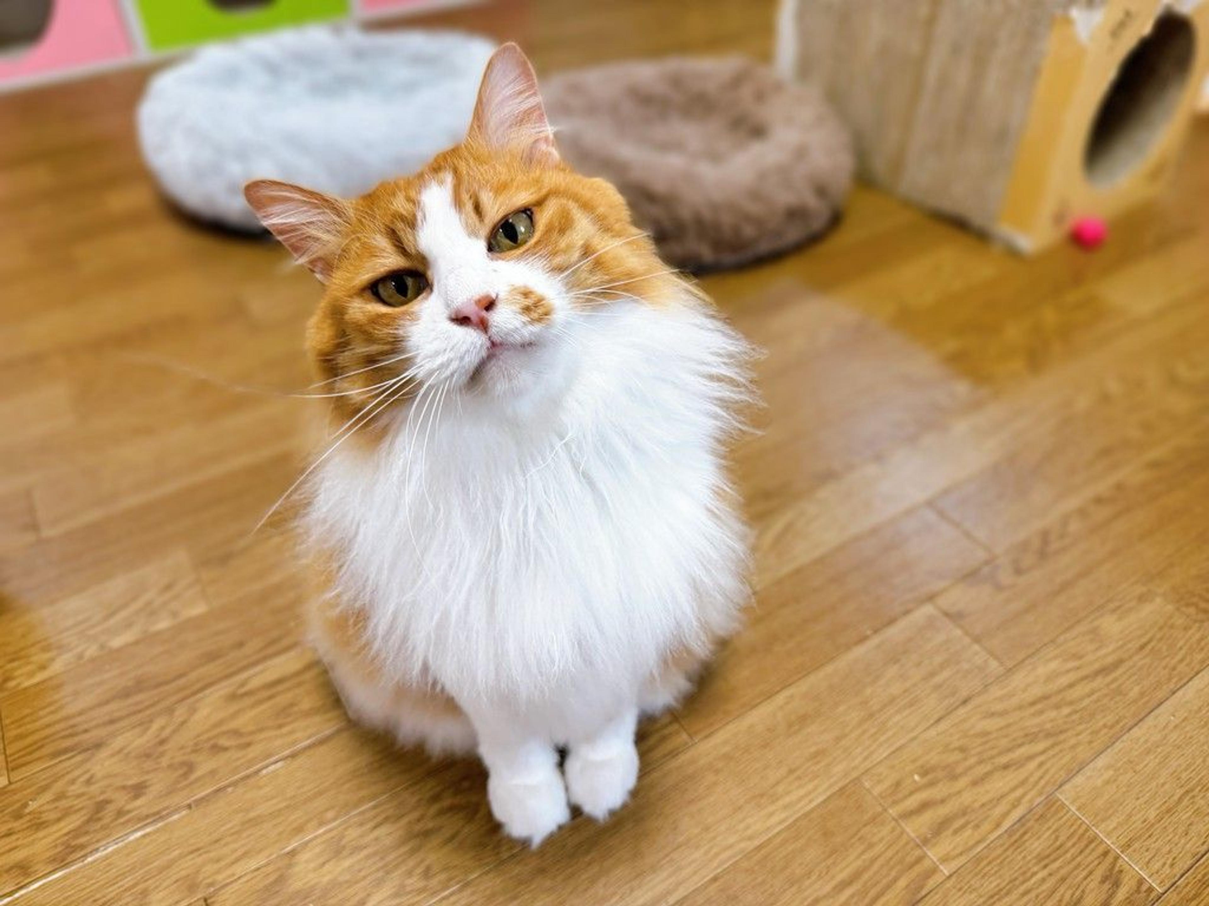 pet-image-3