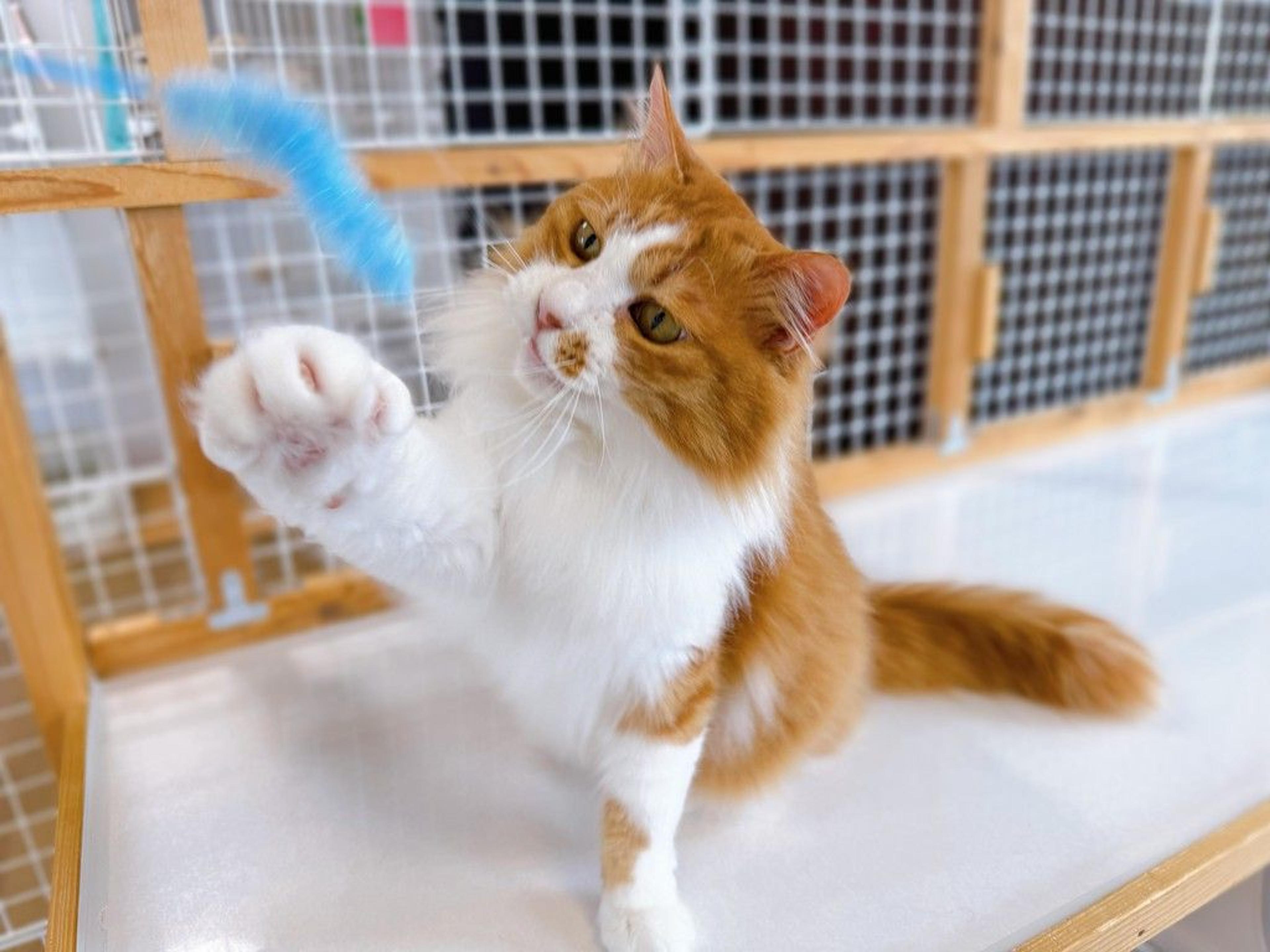 pet-image-4