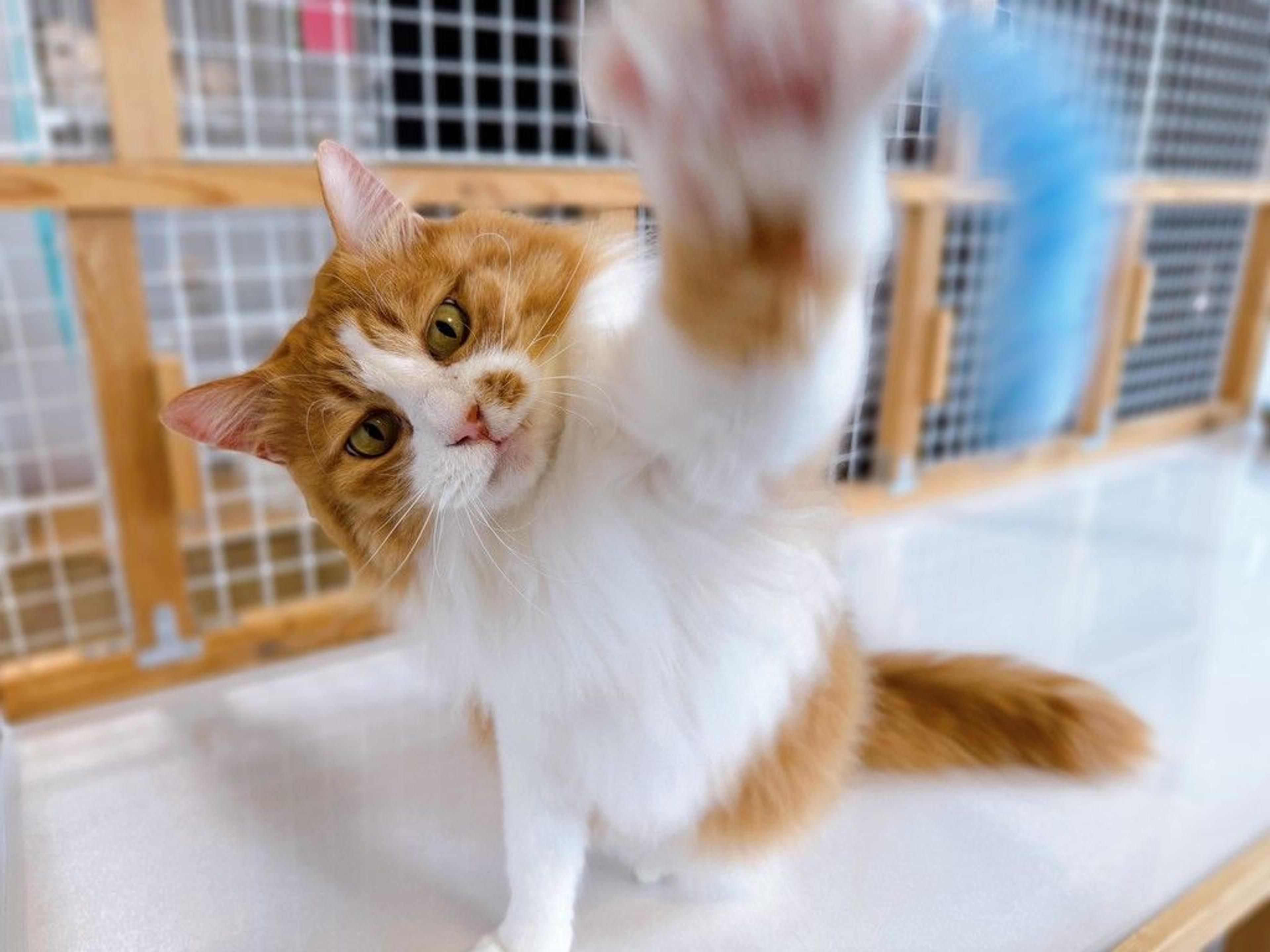 pet-image-5