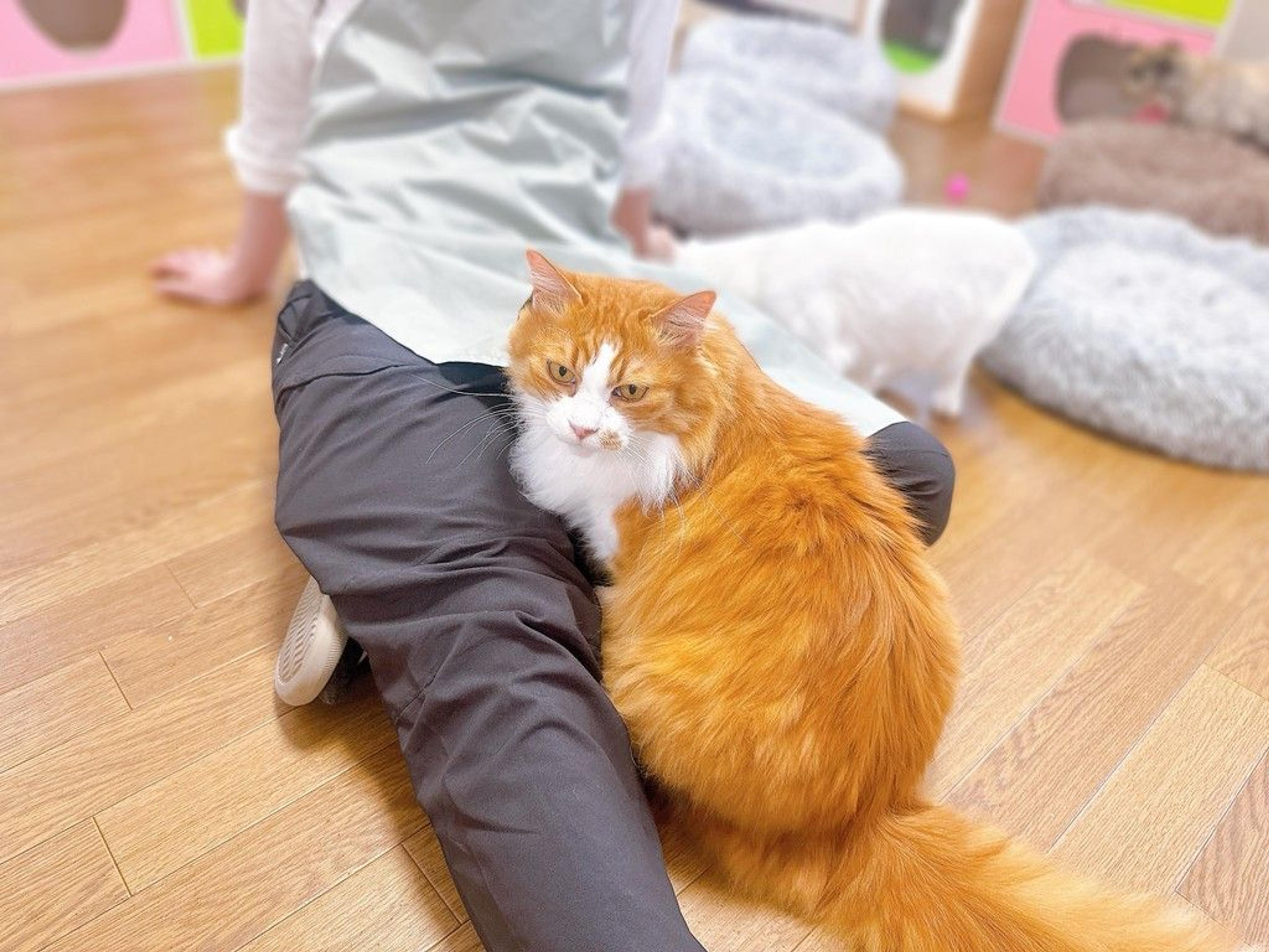 pet-image-6