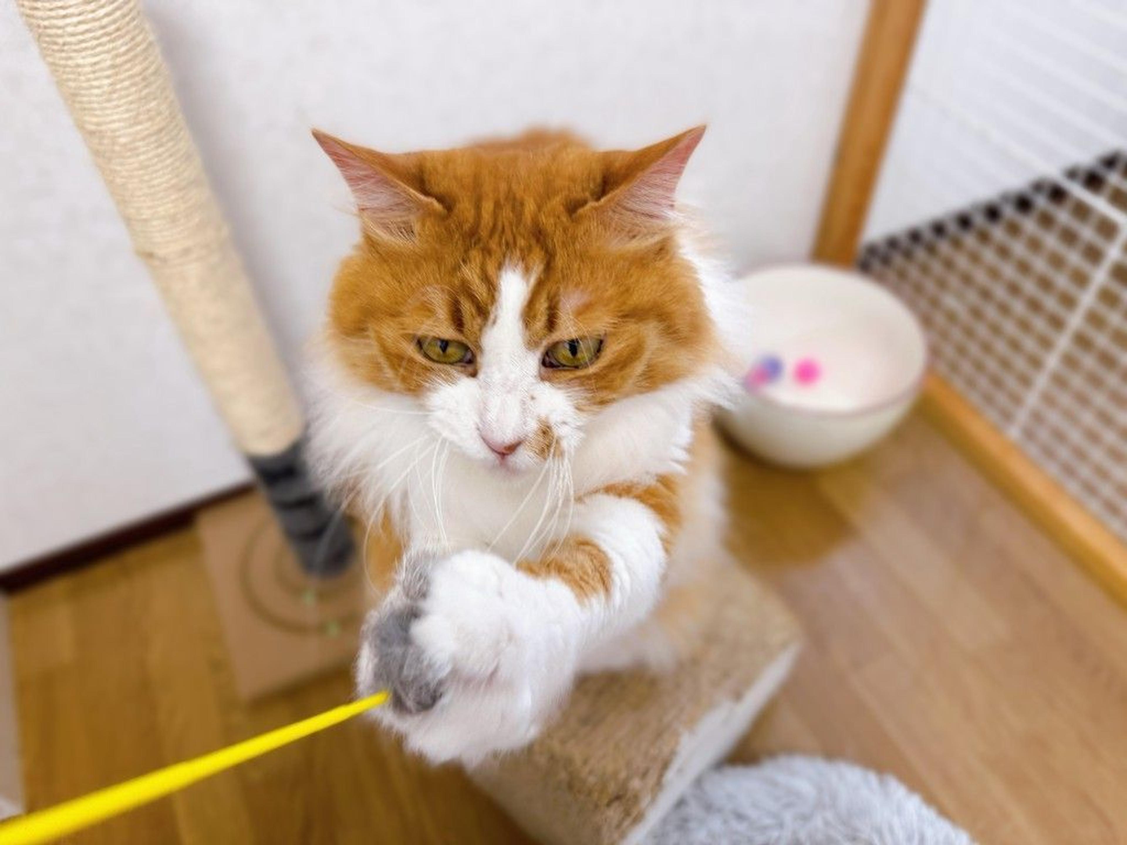 pet-image-7