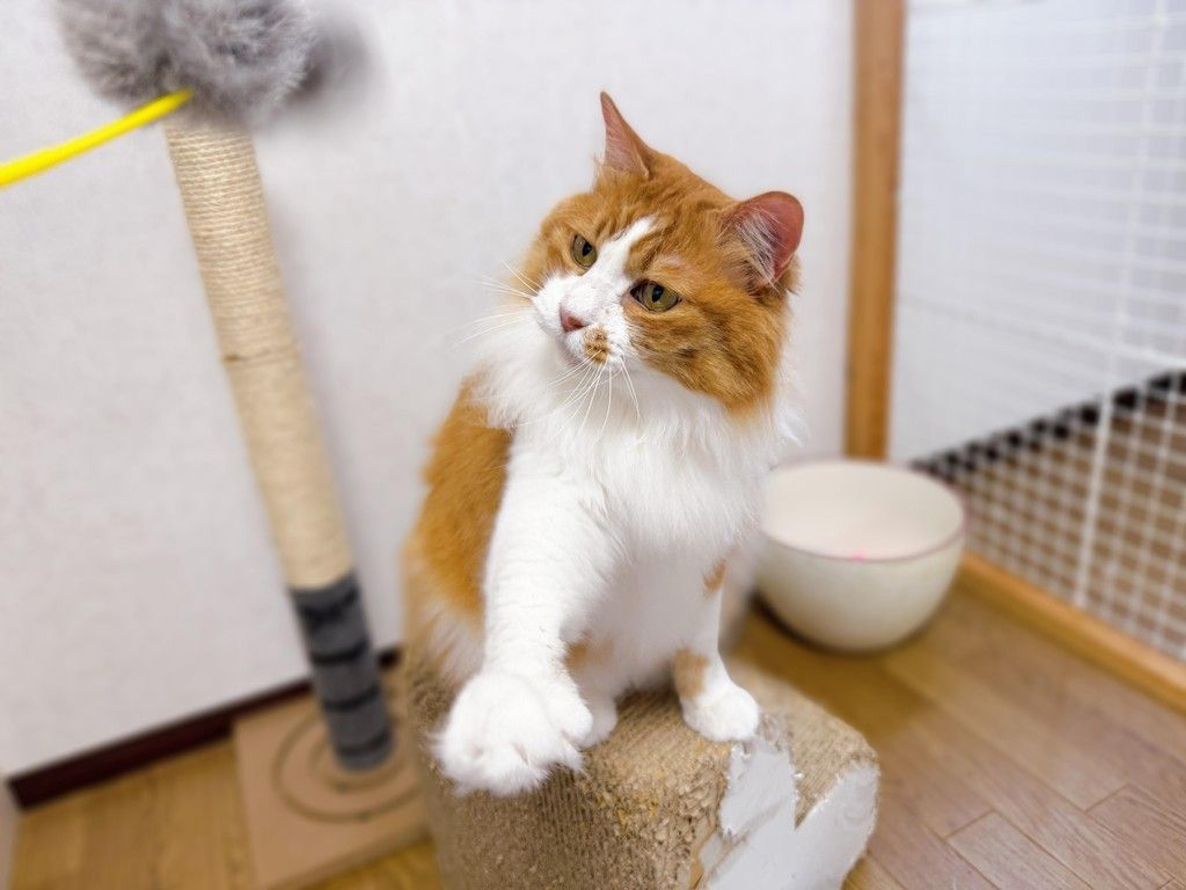 pet-image-8