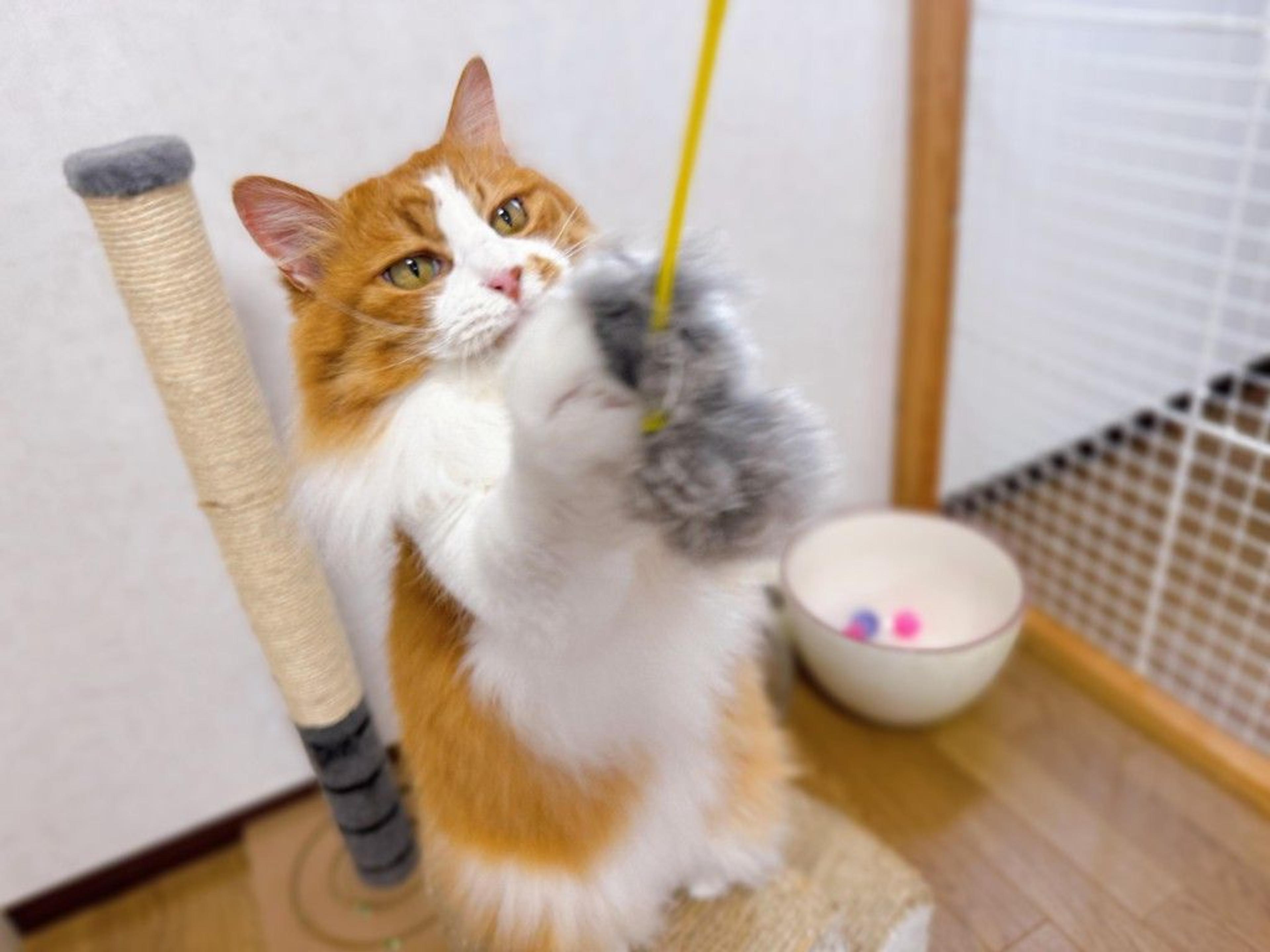 pet-image-9