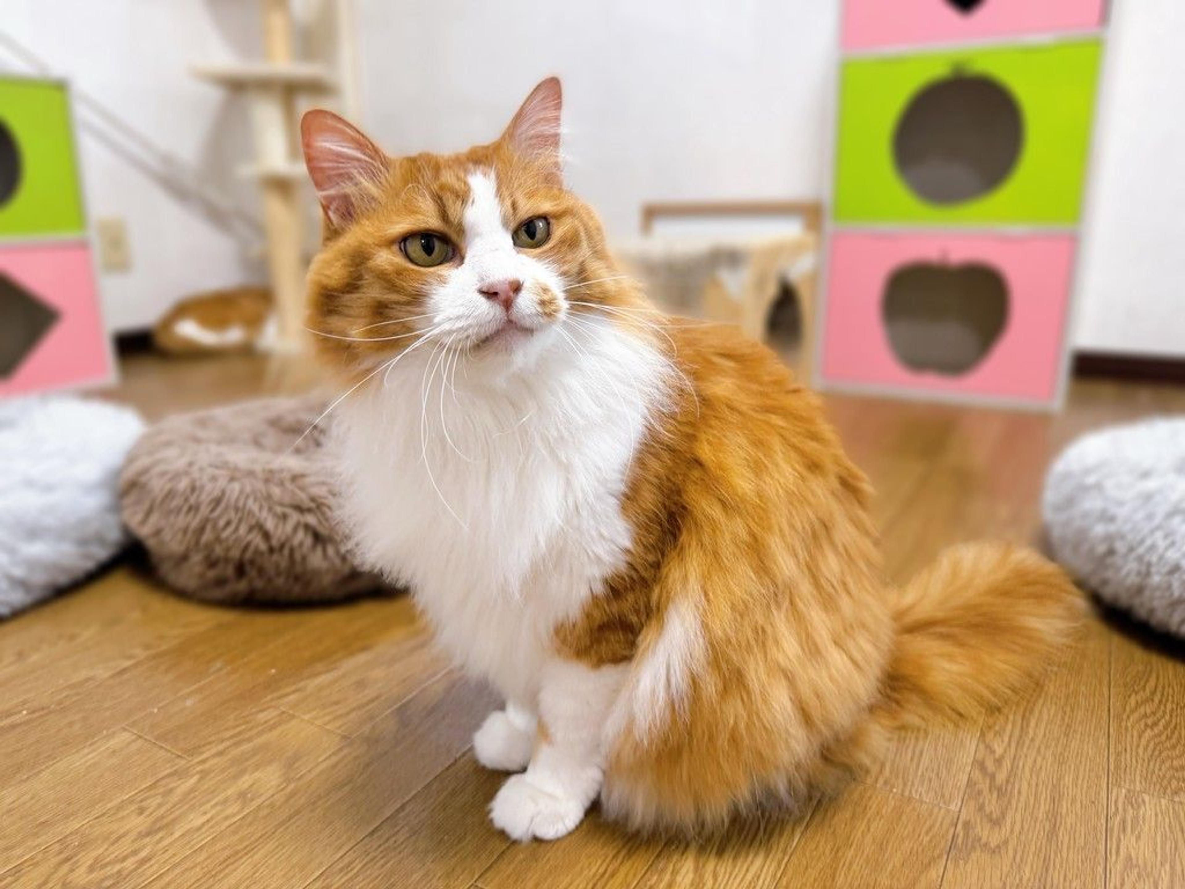 pet-image-10