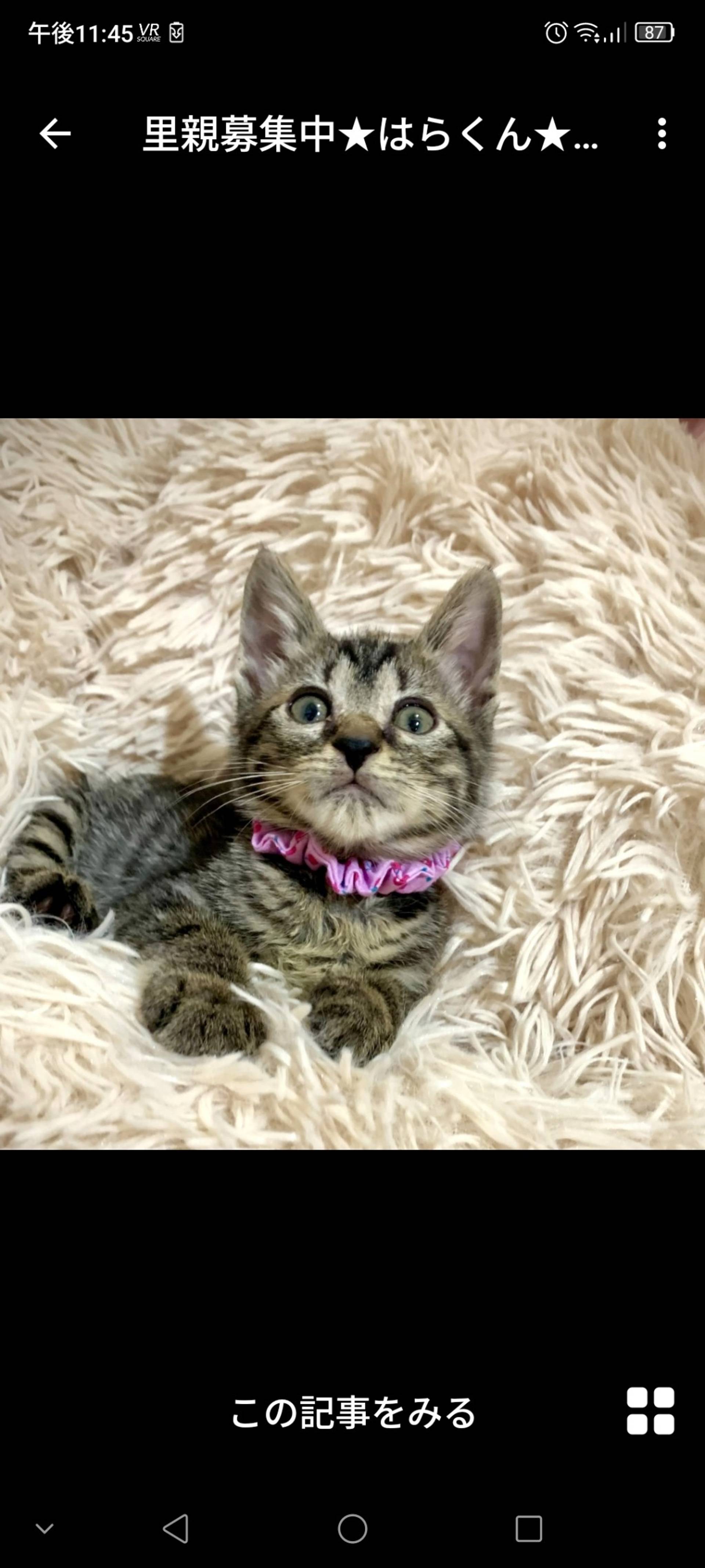 雑種（ミックス猫）・オスの里親募集の写真
