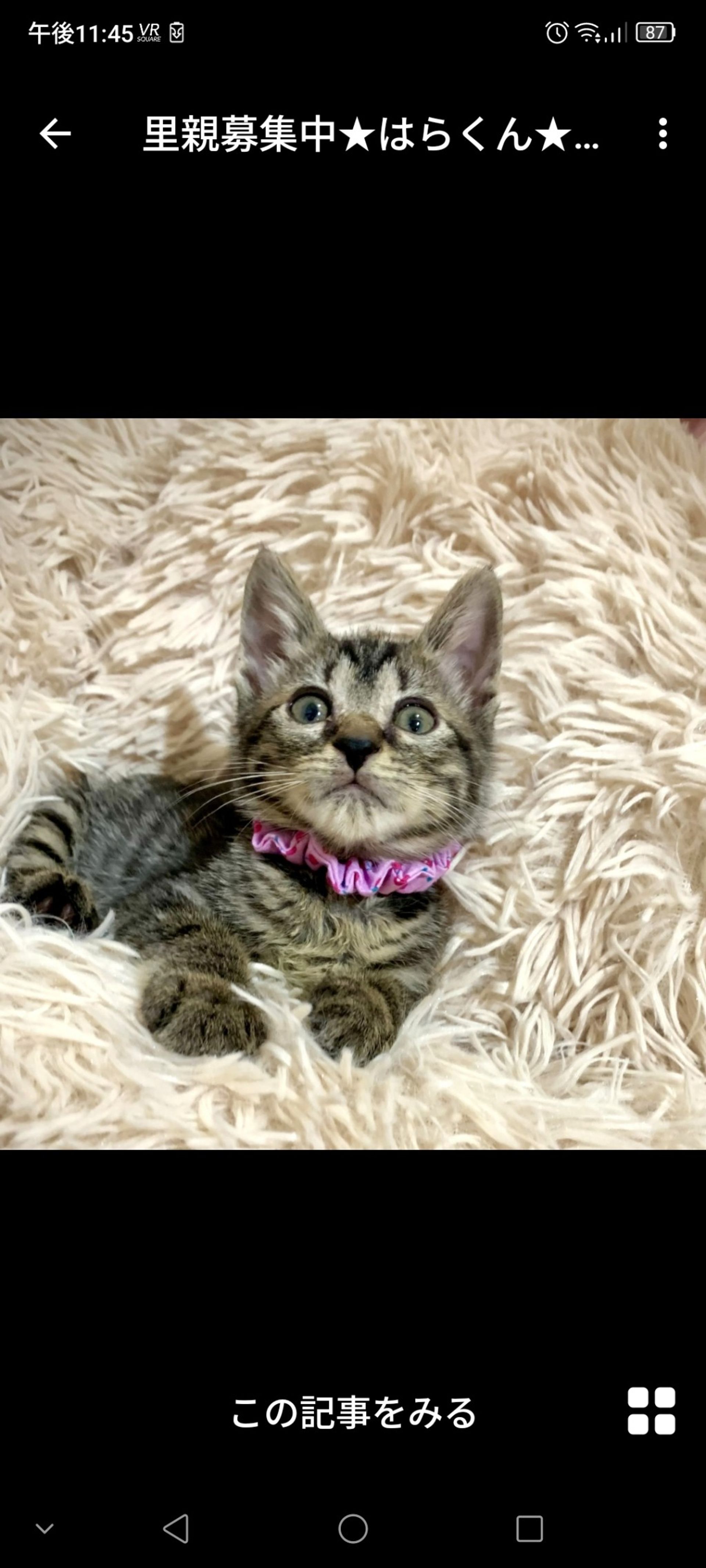 雑種（ミックス猫）・オスの里親募集の写真