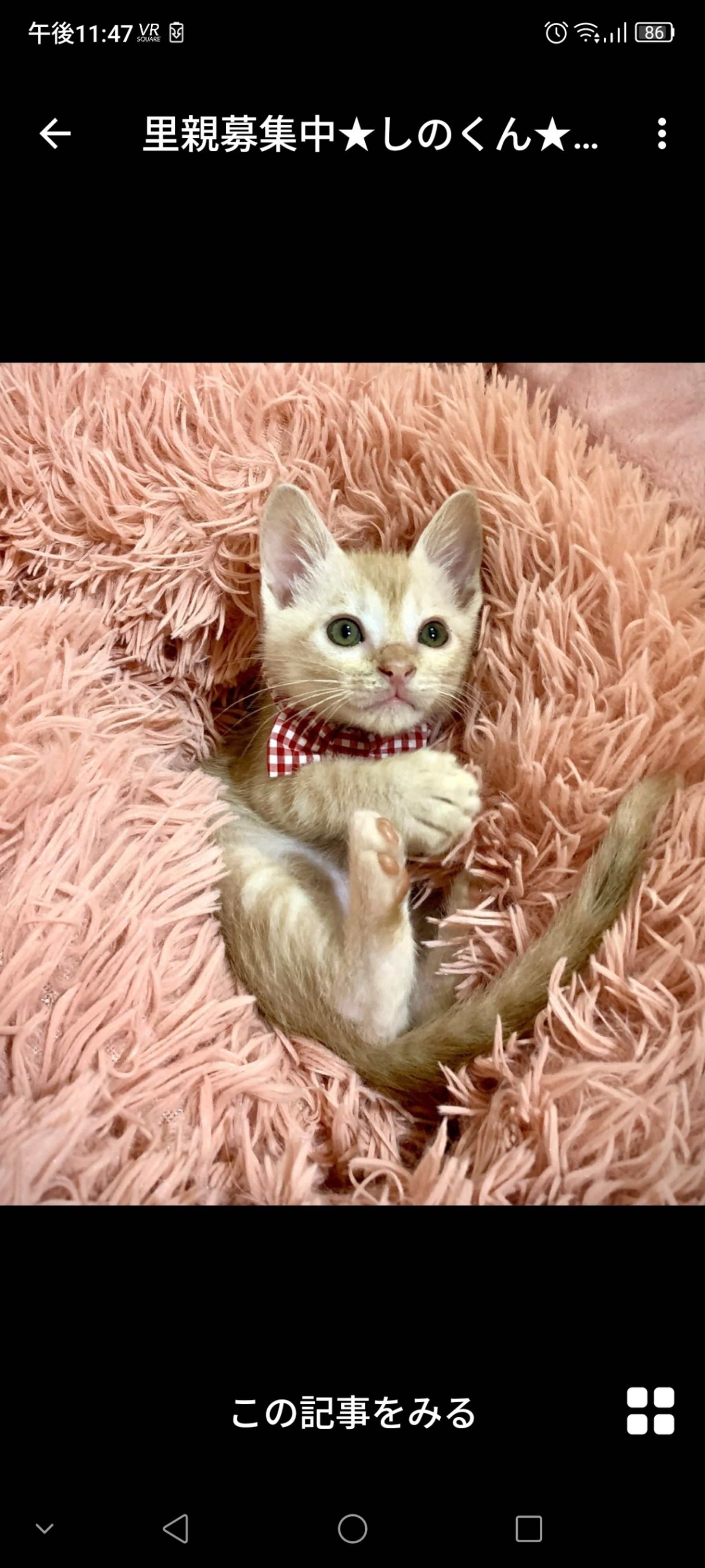 雑種（ミックス猫）・オスの里親募集の写真