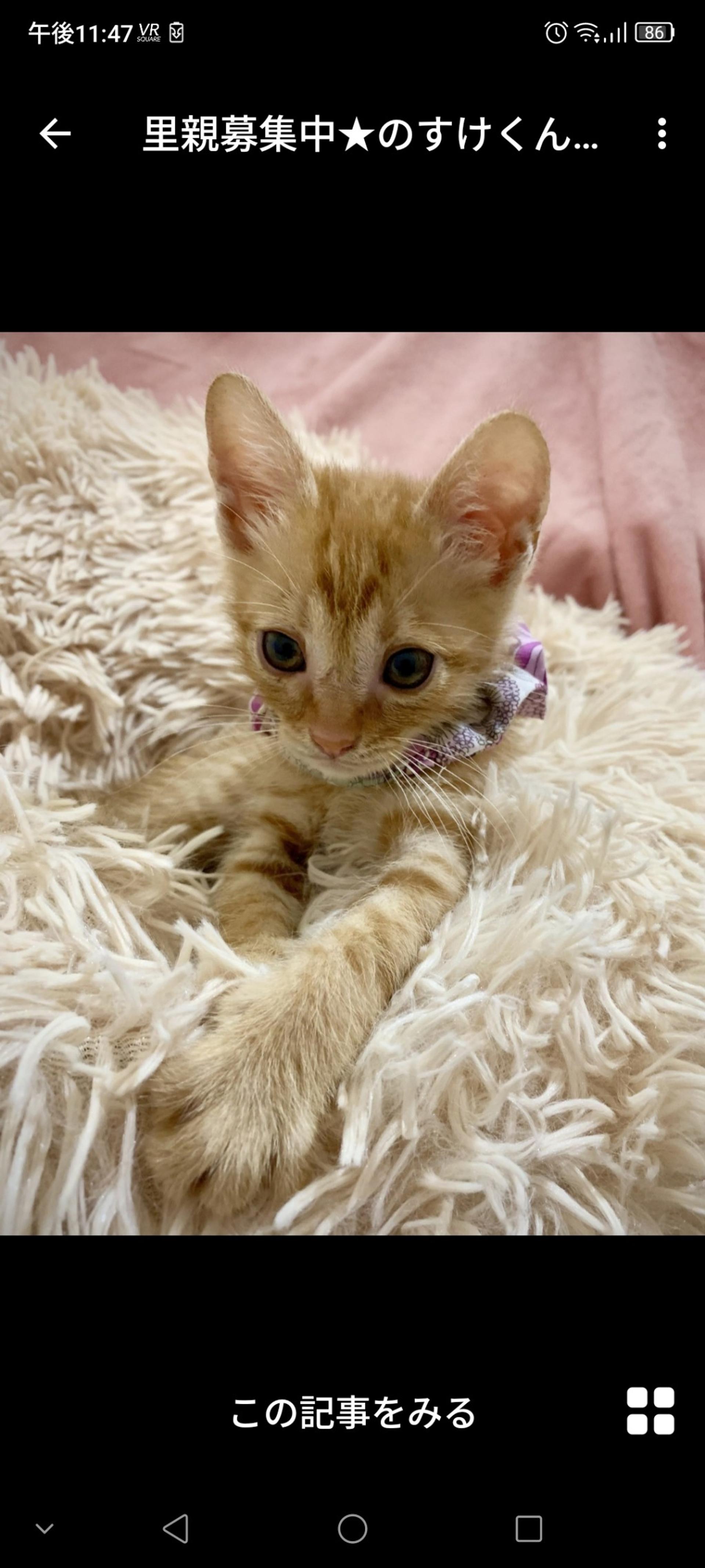 pet-image-2