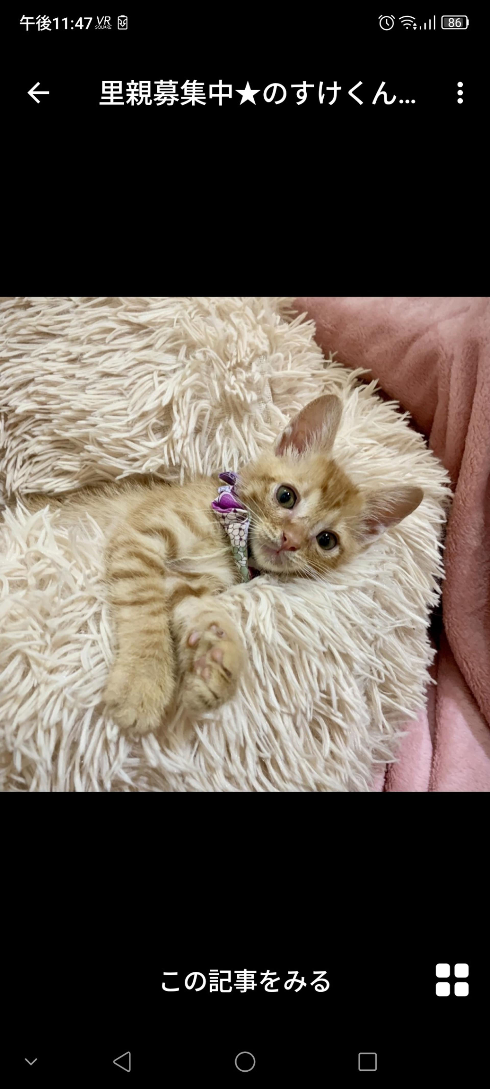 pet-image-3