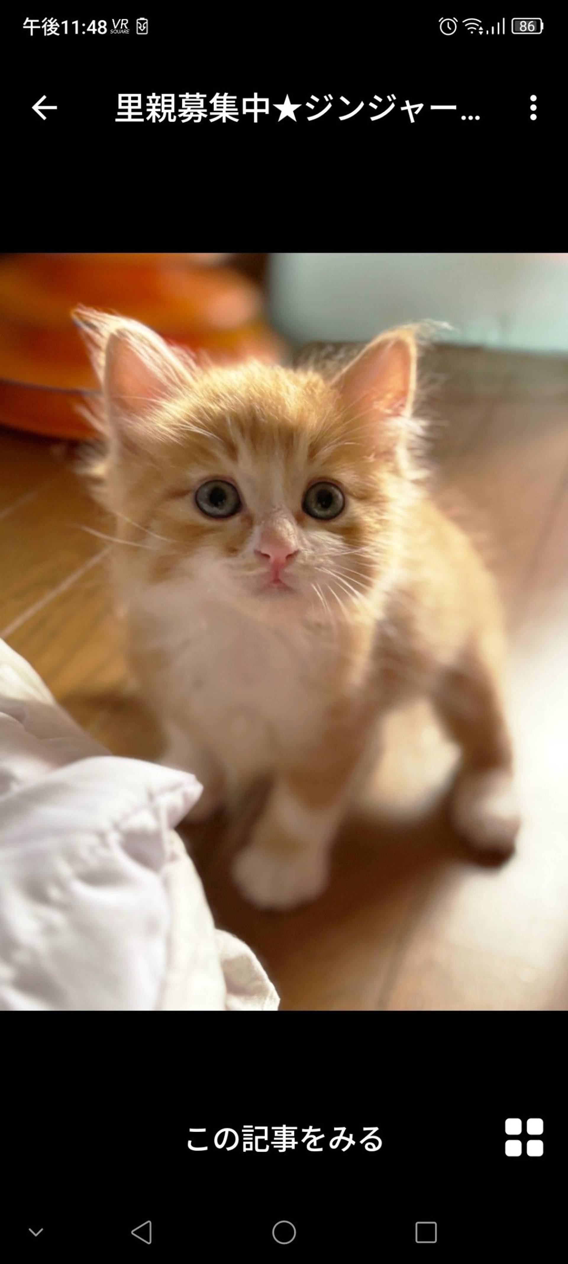 雑種（ミックス猫）・オスの里親募集の写真