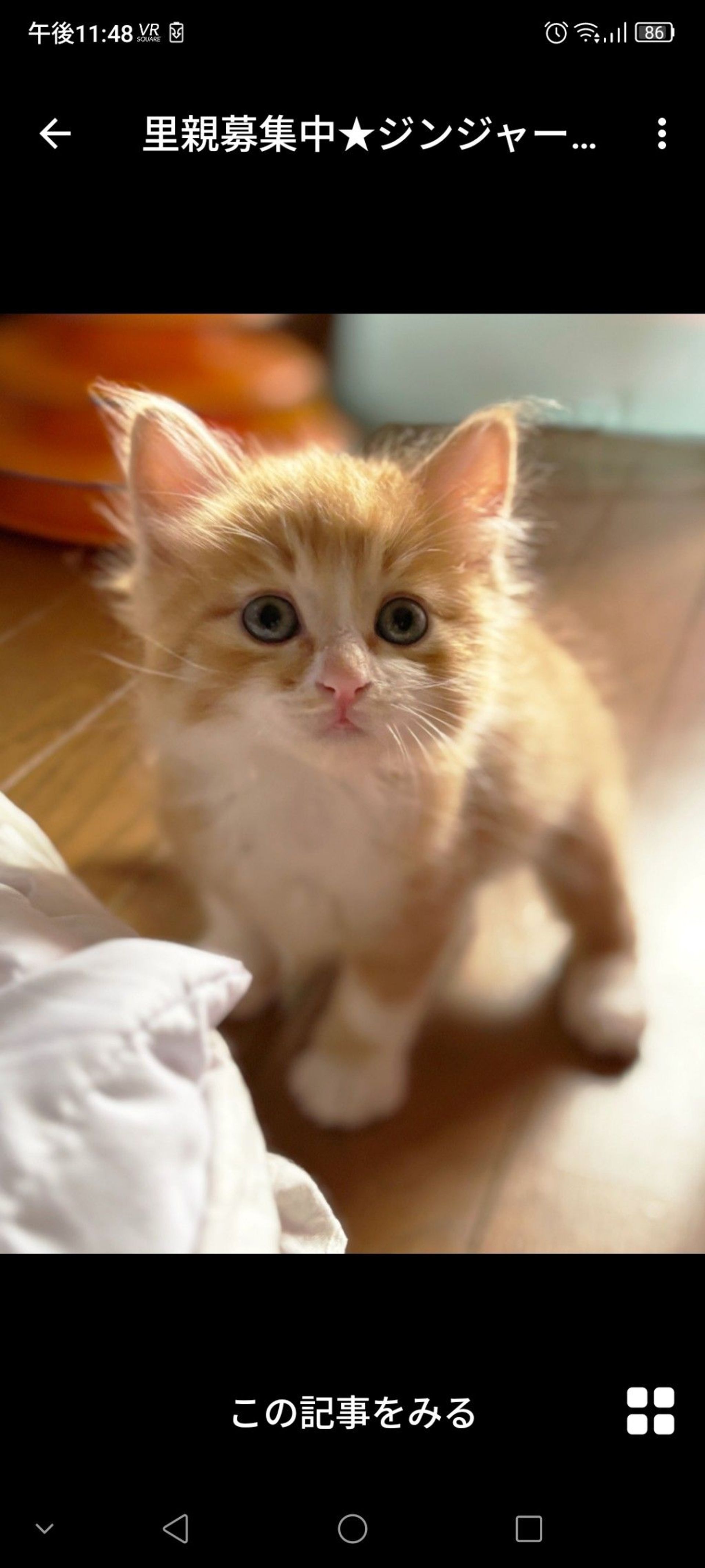 雑種（ミックス猫）・オスの里親募集の写真